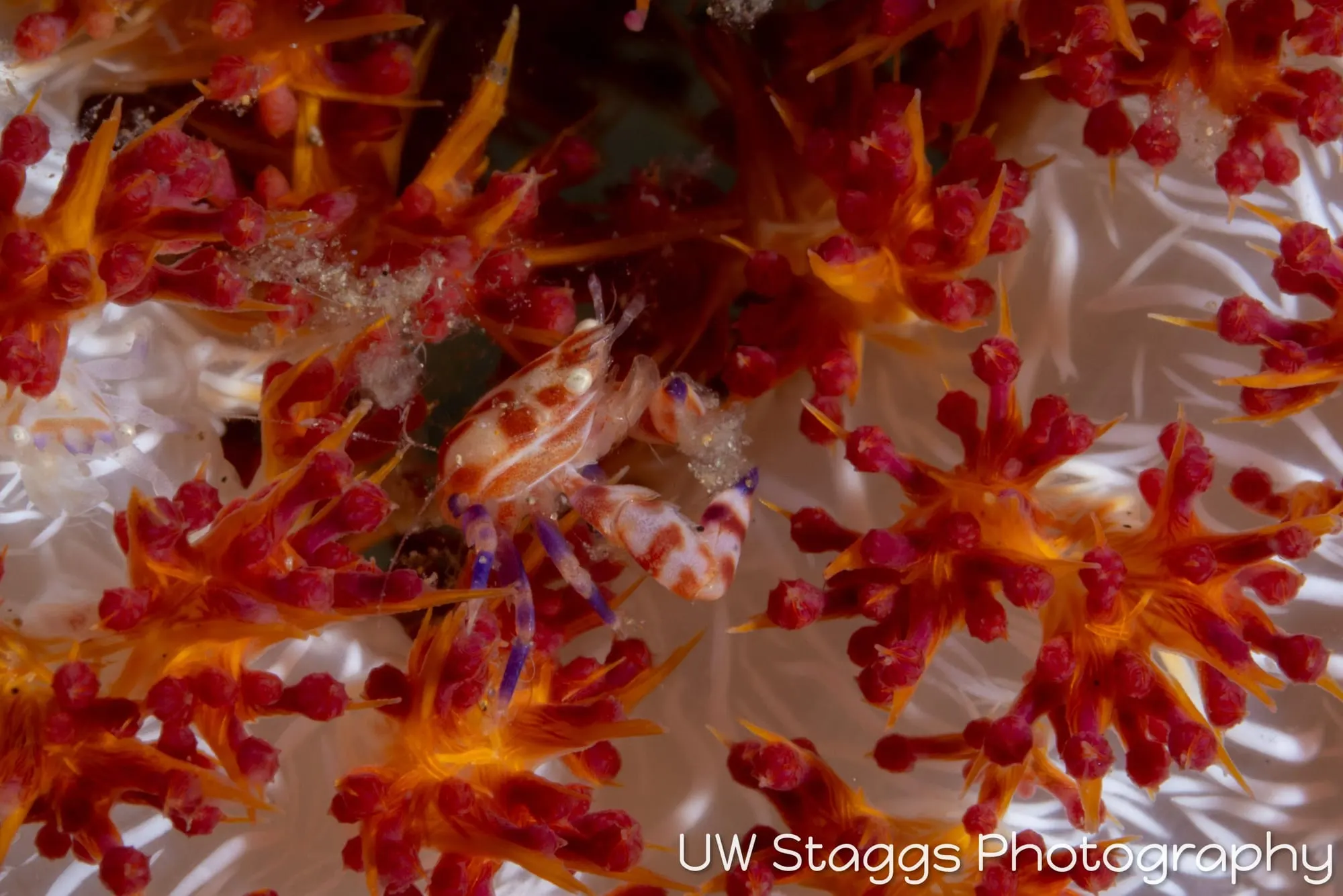 Reef Scene — Anilao, Philippines