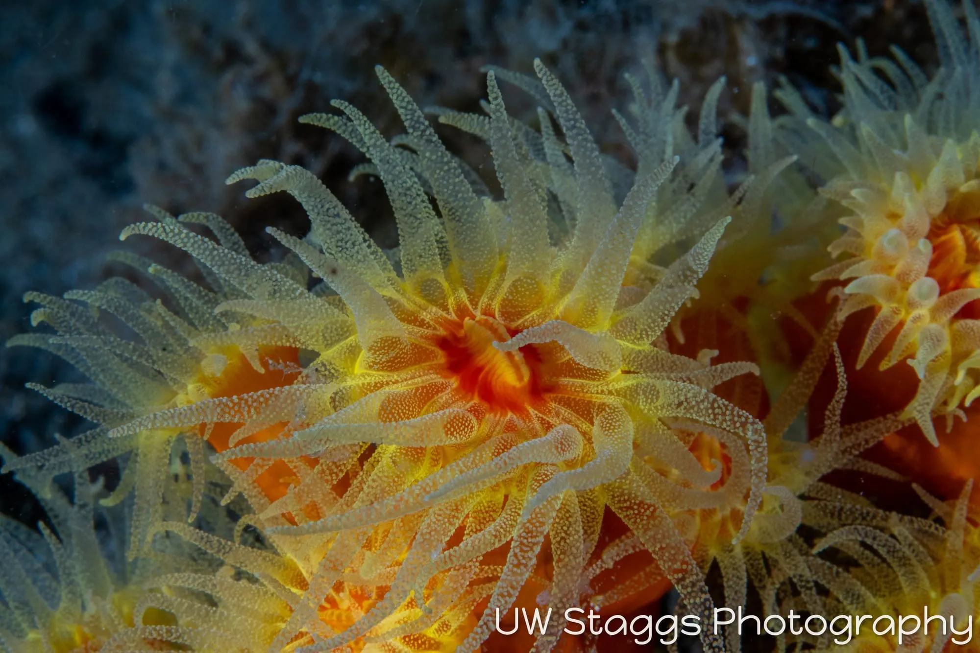 Reef Scene — Anilao, Philippines