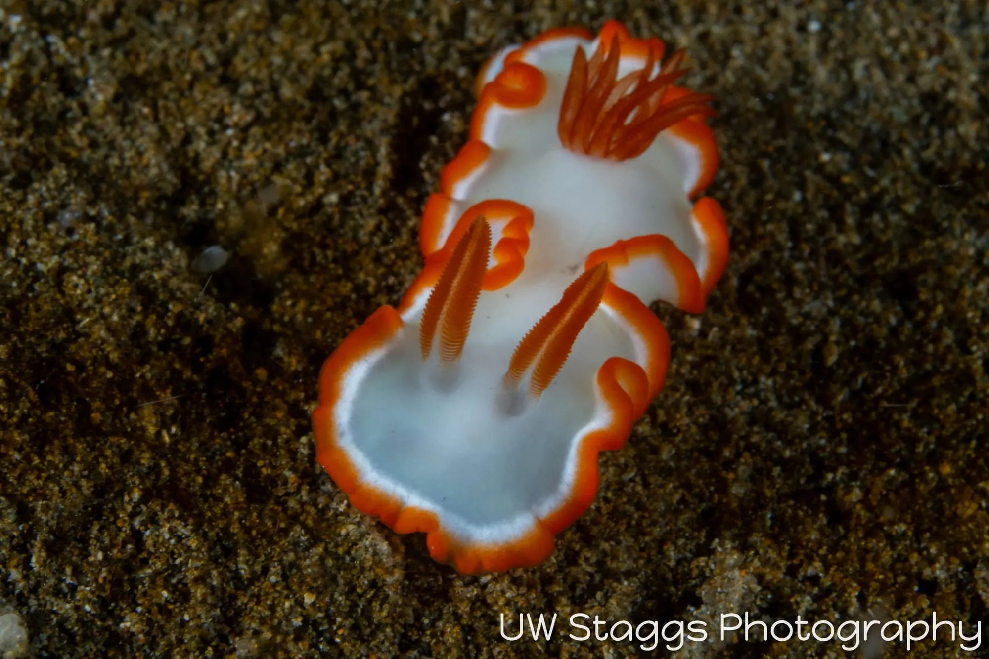 Reef Scene — Anilao, Philippines