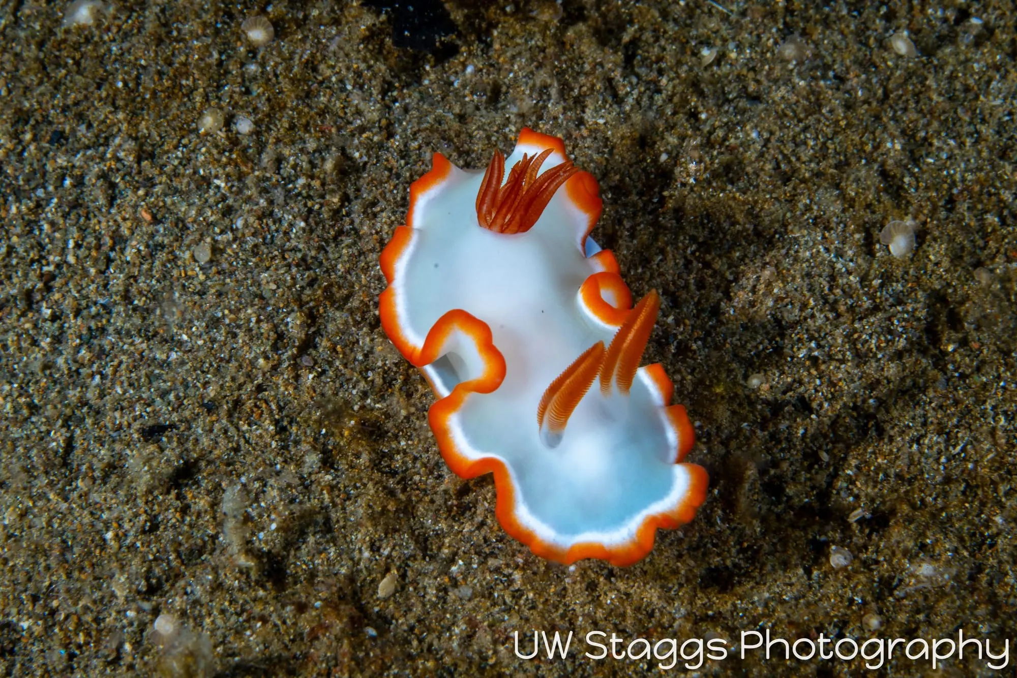 Reef Scene — Anilao, Philippines
