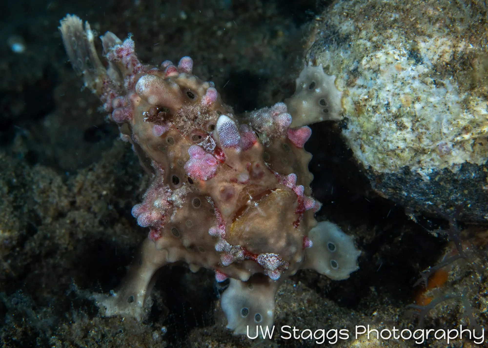 Reef Scene — Anilao, Philippines