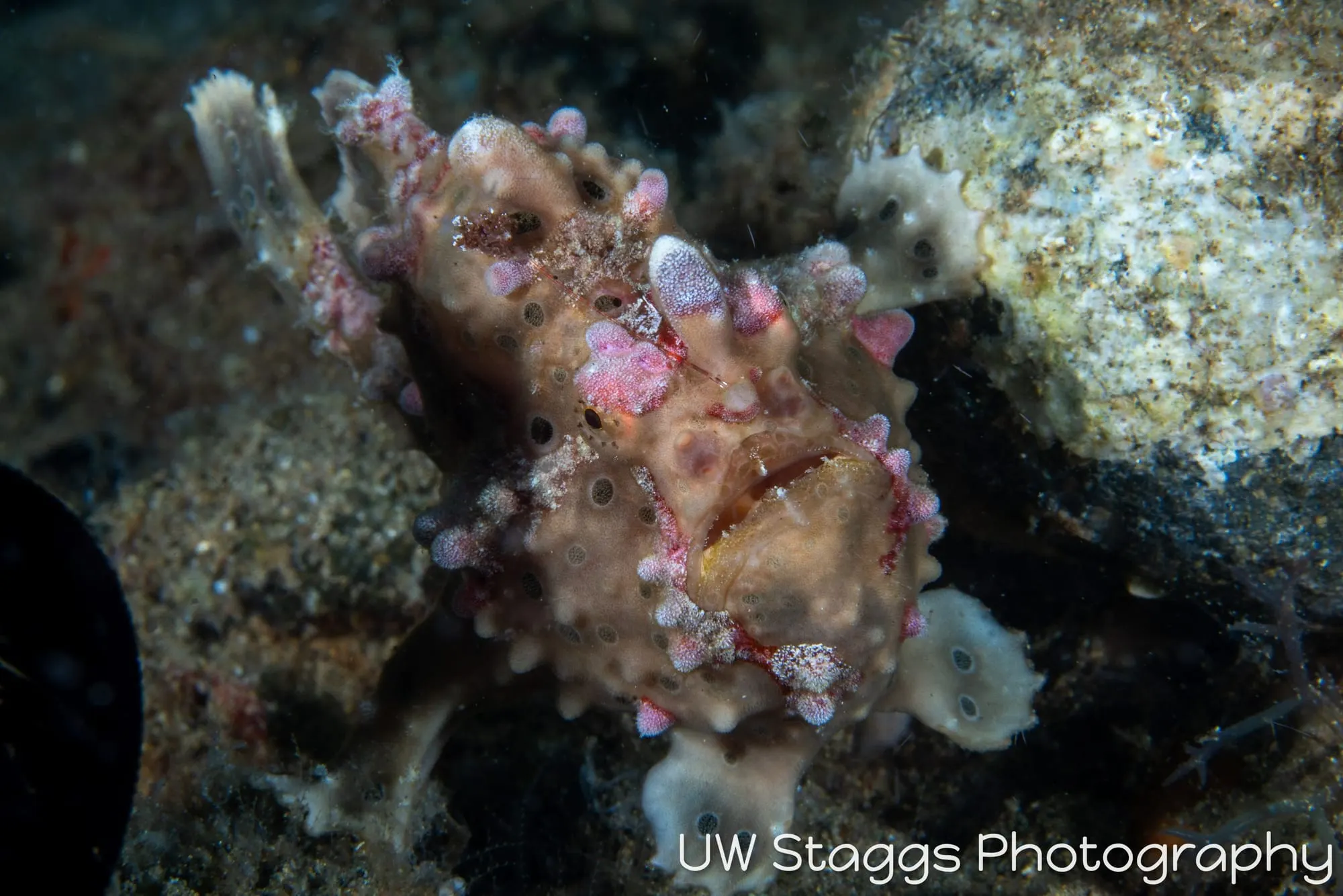 Reef Scene — Anilao, Philippines