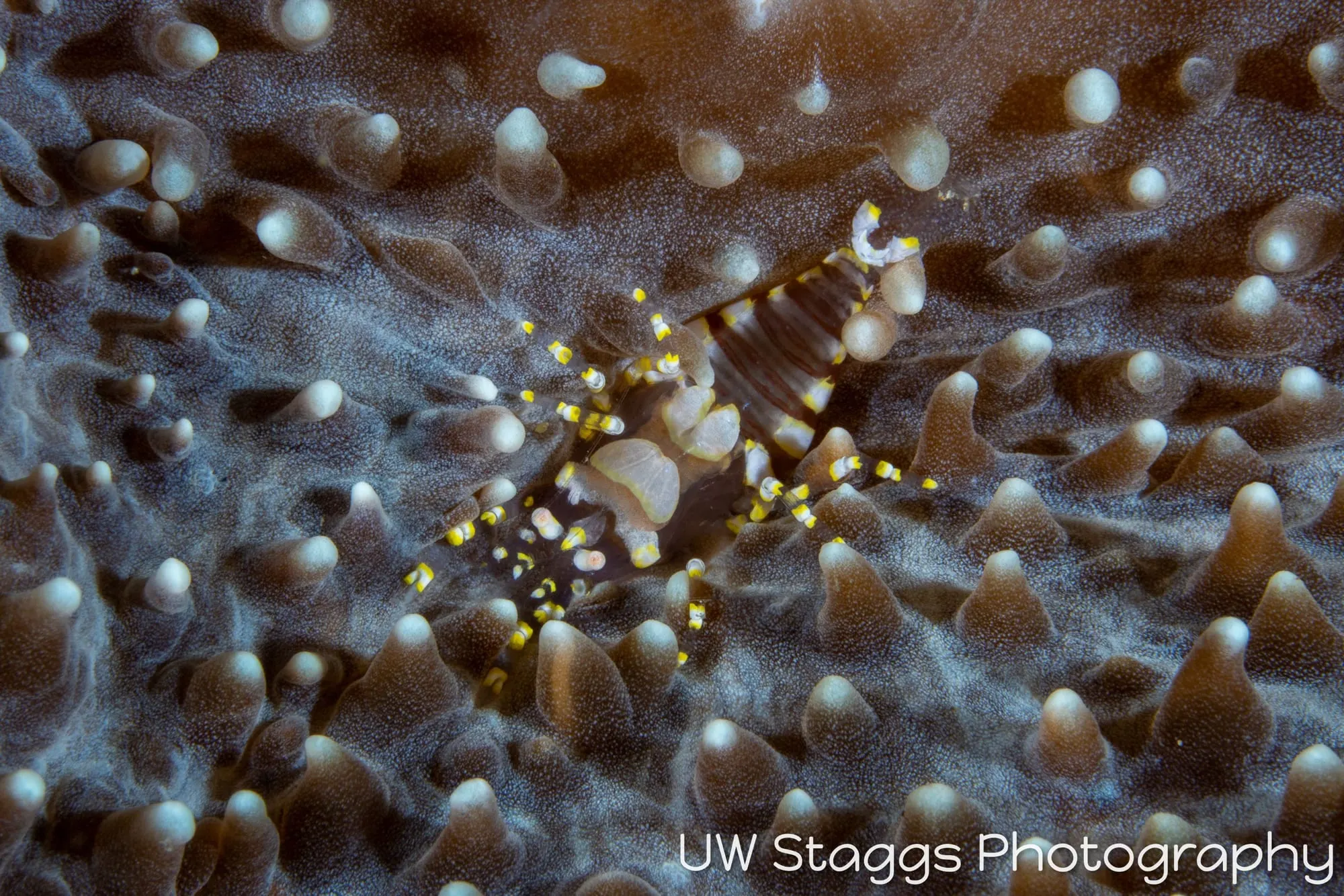 Reef Scene — Anilao, Philippines