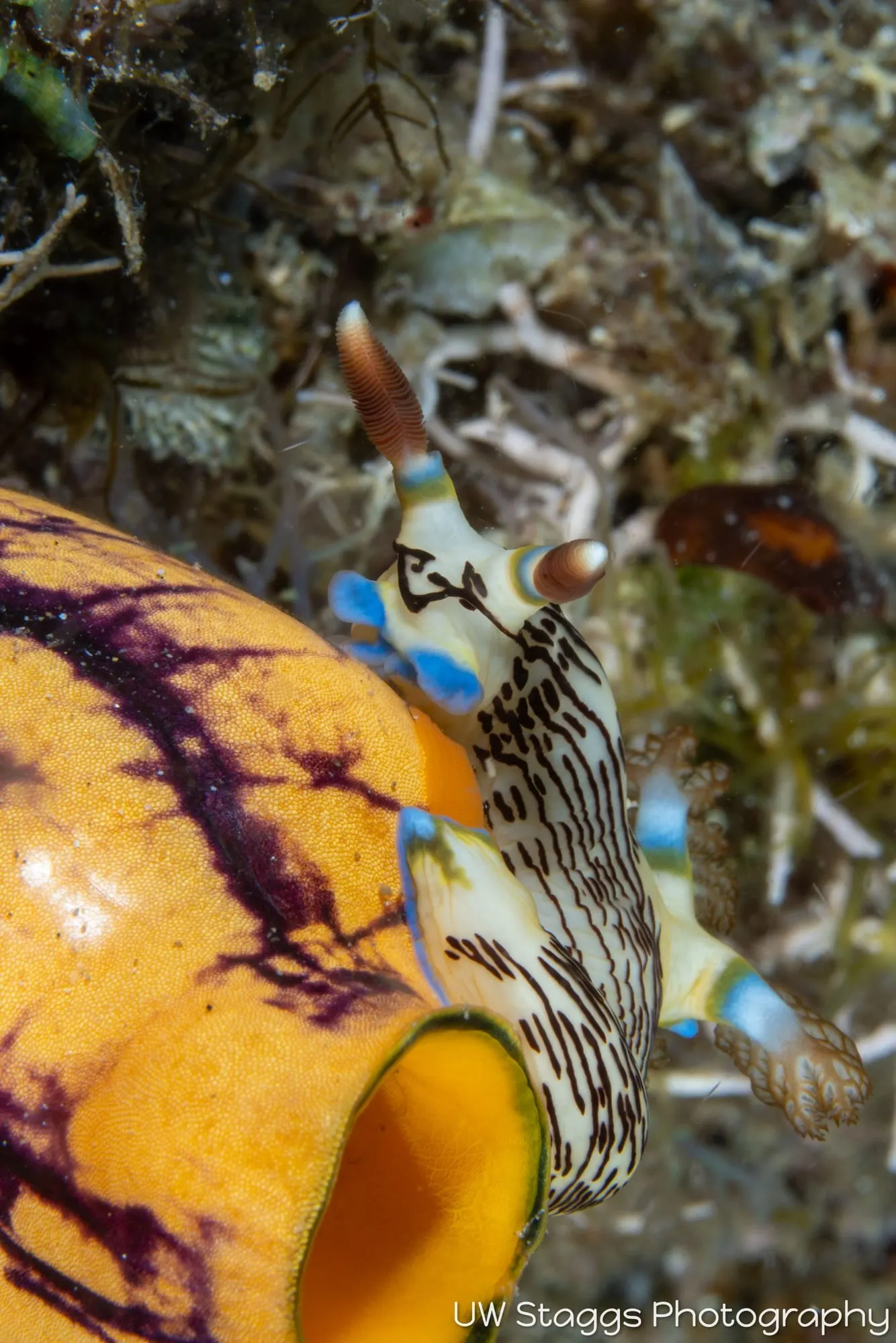 Reef Scene — Anilao, Philippines