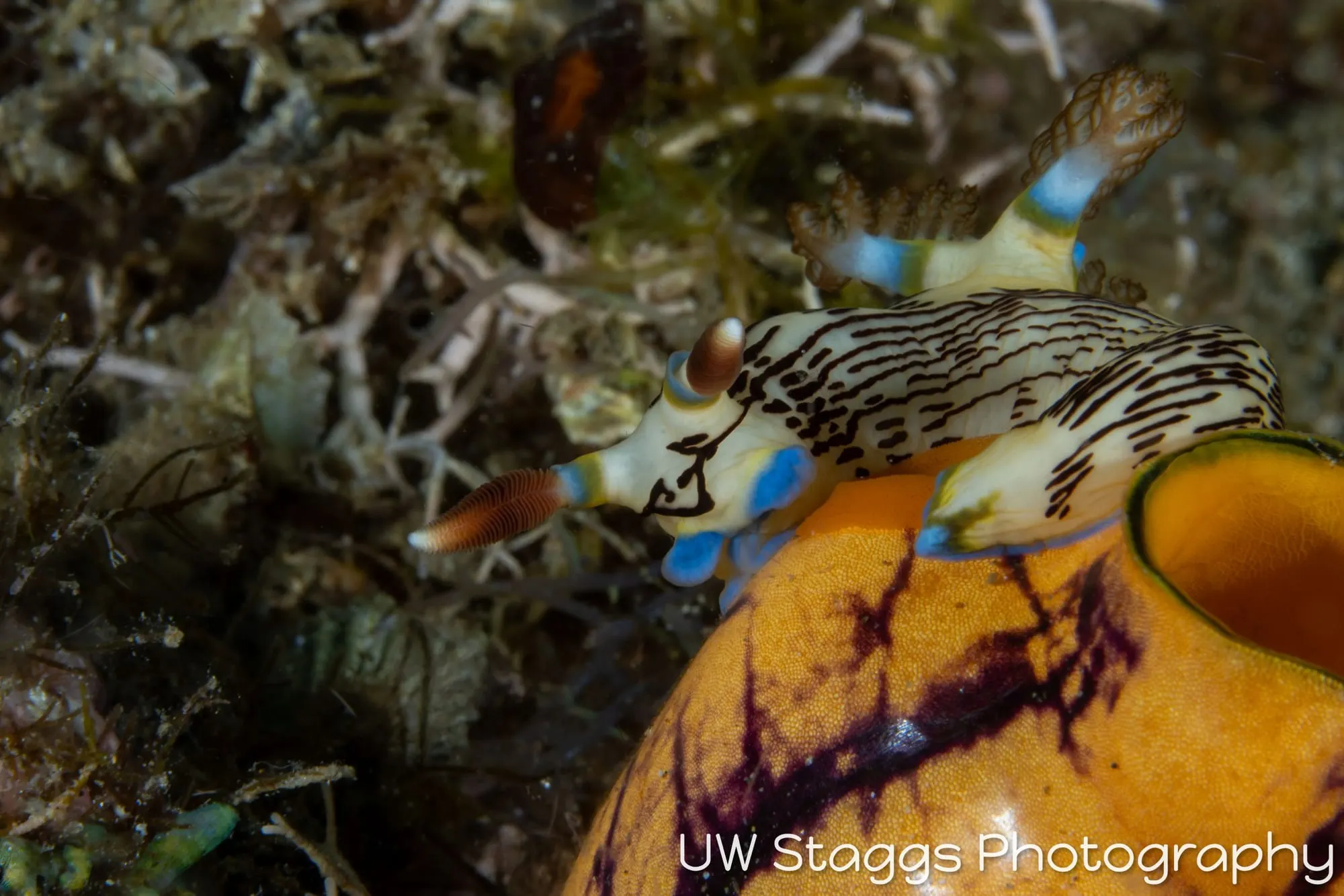 Reef Scene — Anilao, Philippines