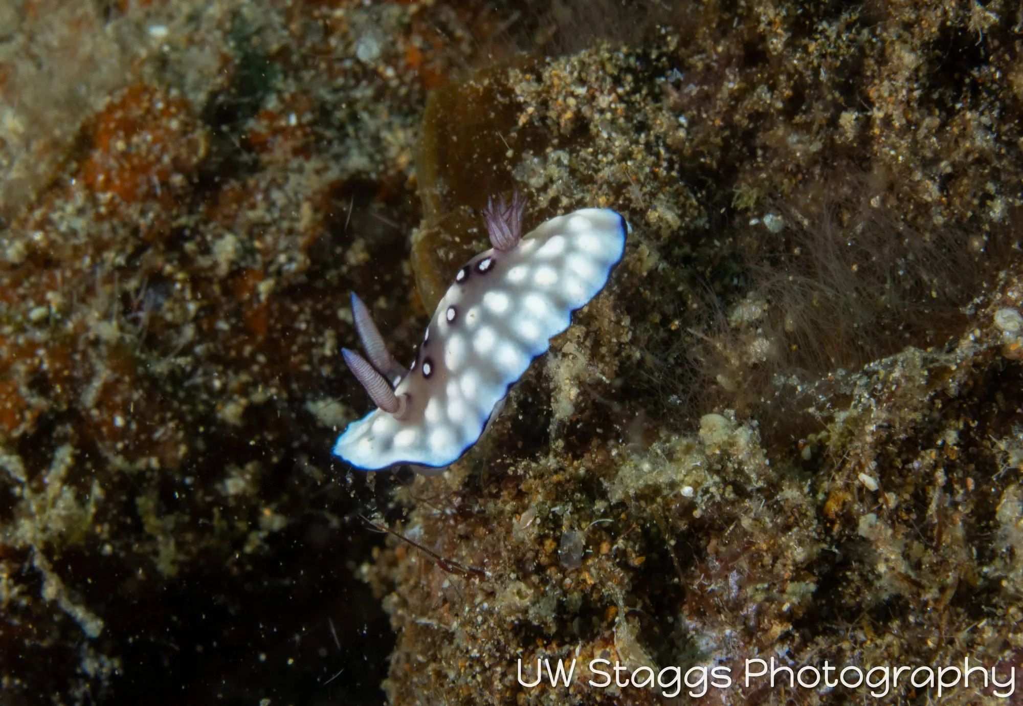 Reef Scene — Anilao, Philippines