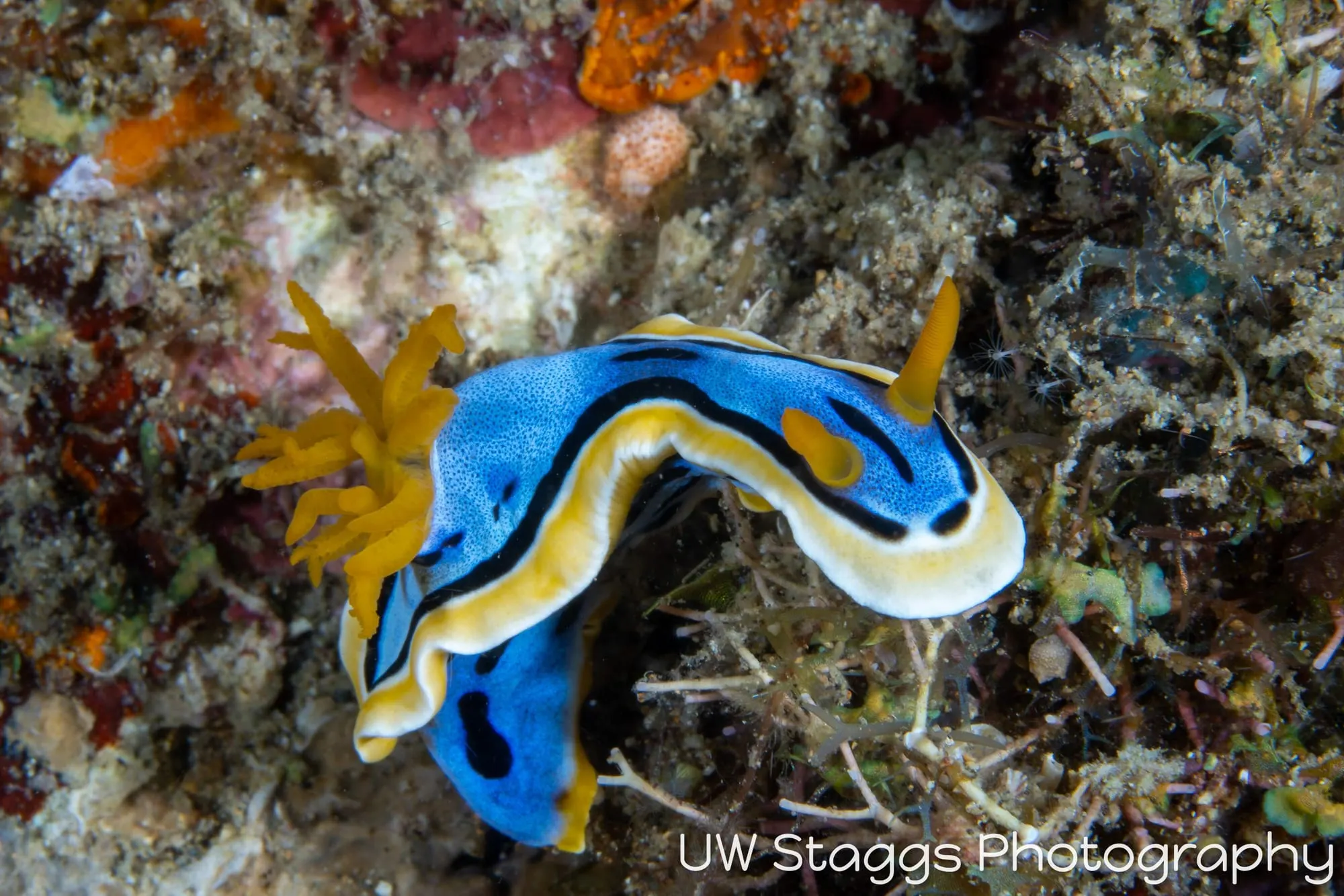 Reef Scene — Anilao, Philippines