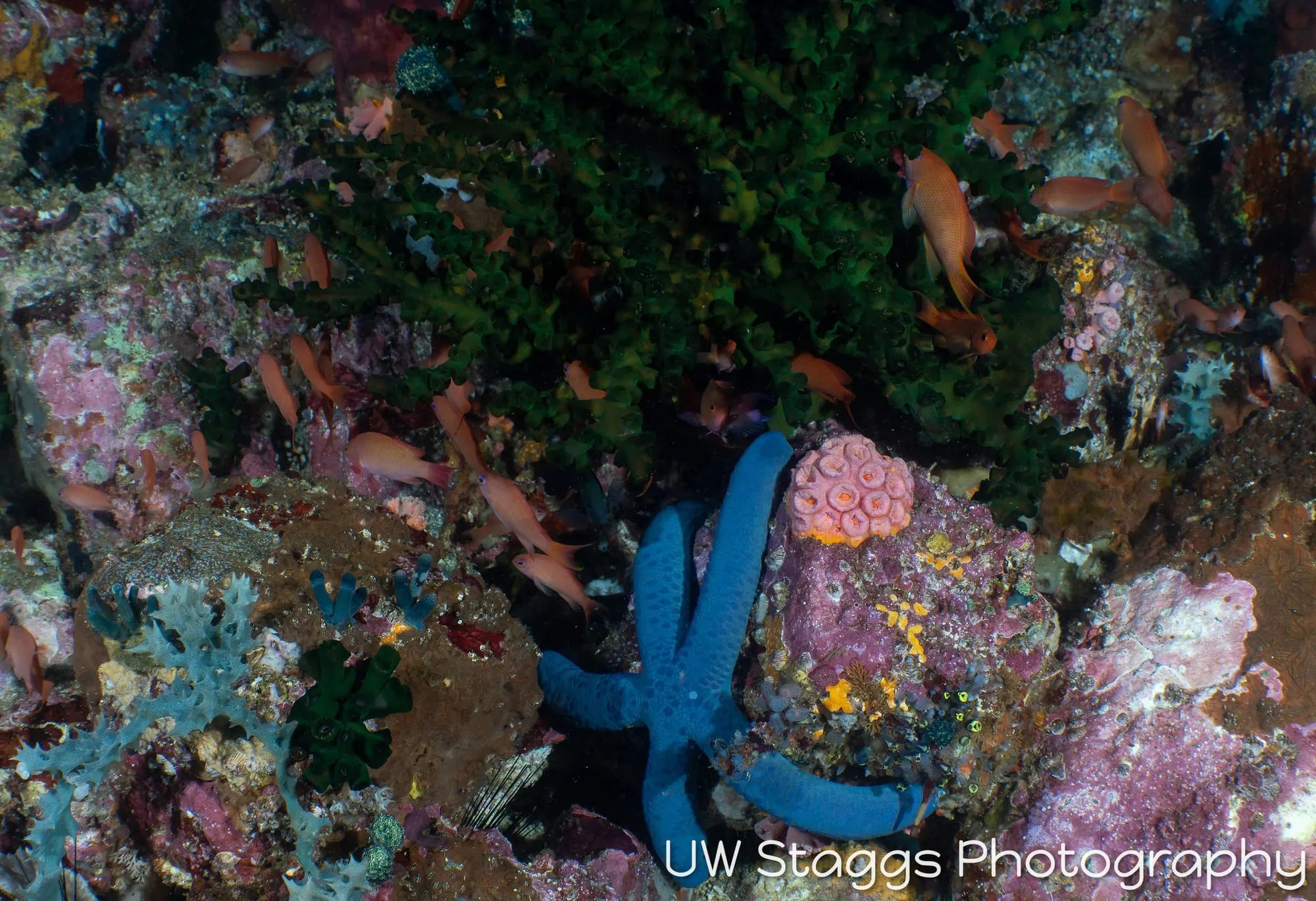 Reef Scene — Anilao, Philippines