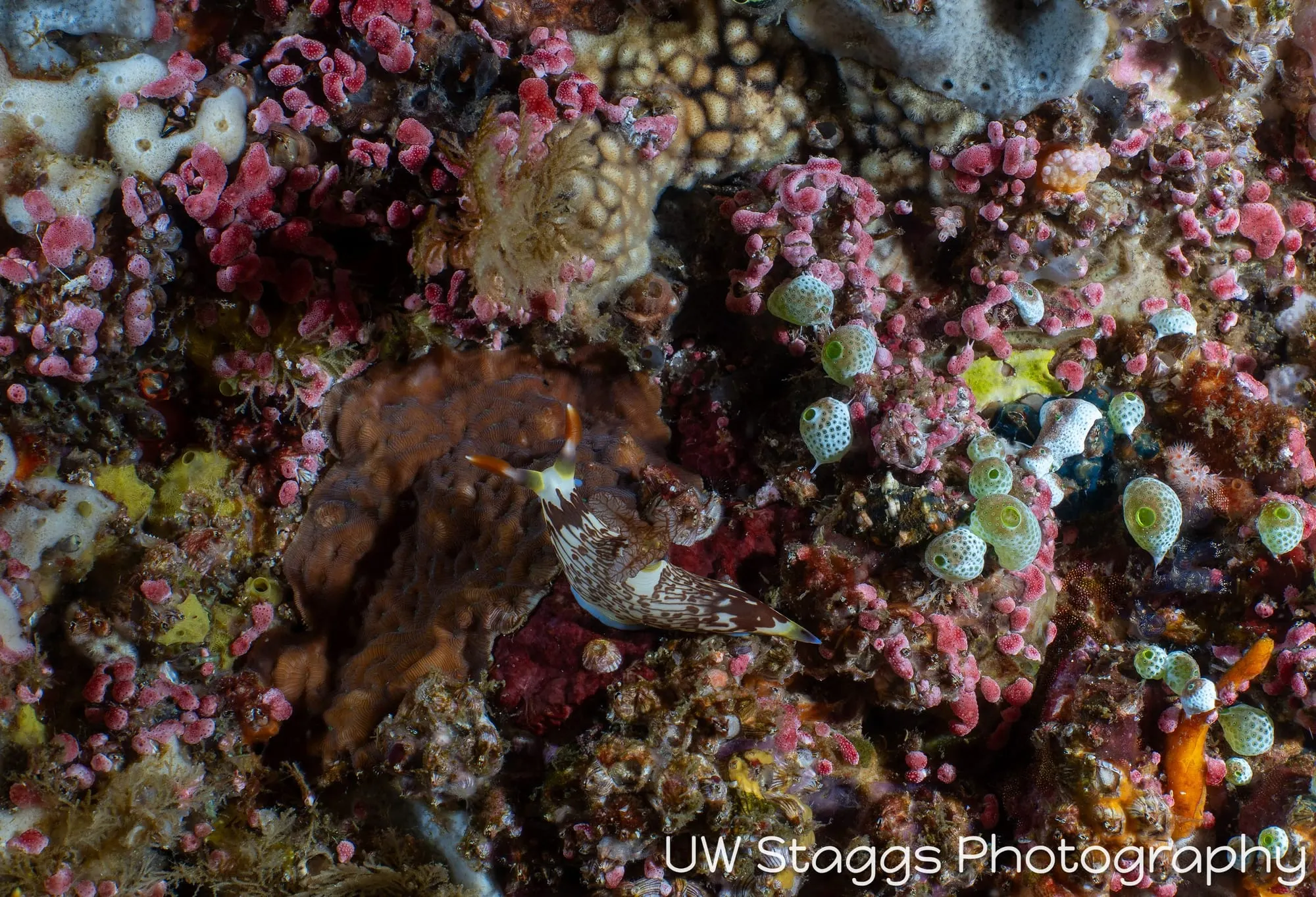 Reef Scene — Anilao, Philippines