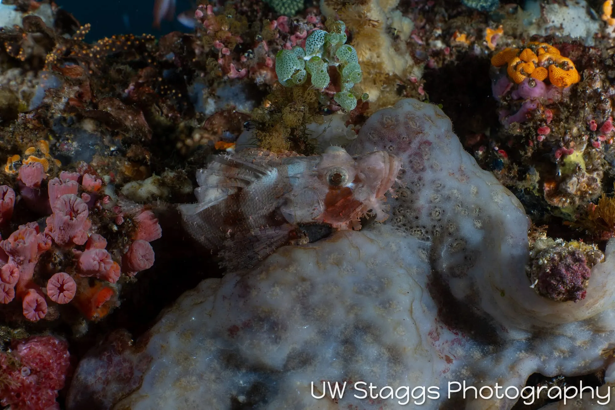 Reef Scene — Anilao, Philippines
