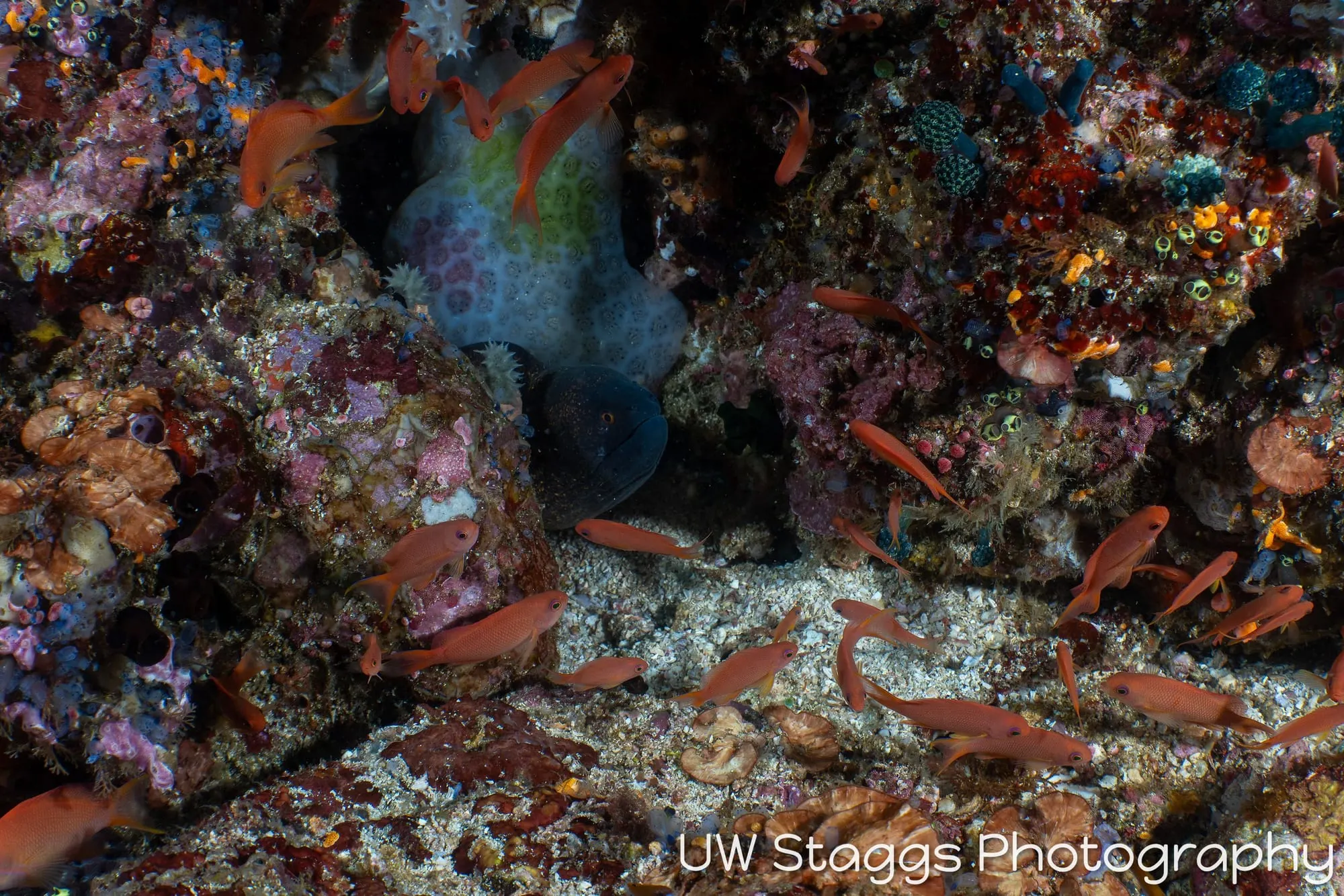 Reef Scene — Anilao, Philippines