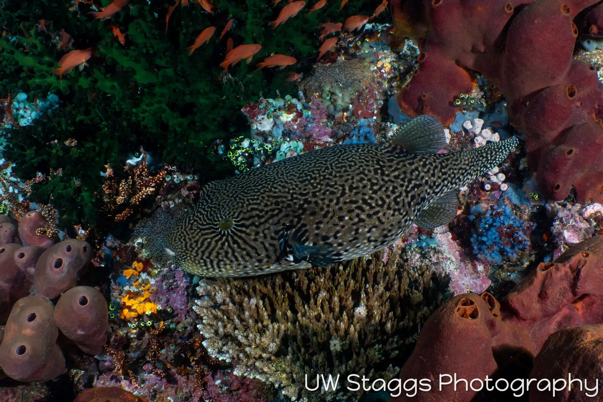 Reef Scene — Anilao, Philippines