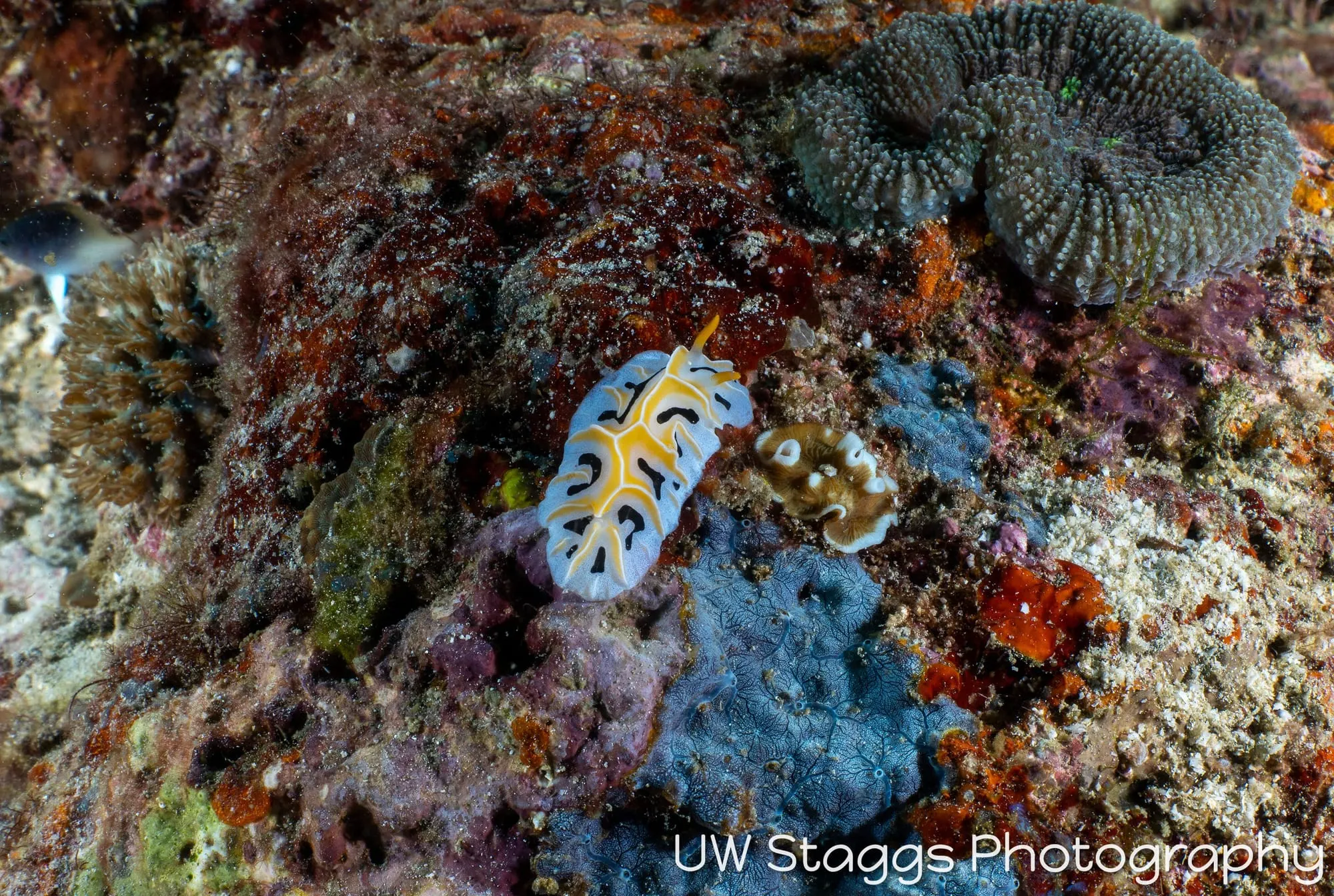 Reef Scene — Anilao, Philippines