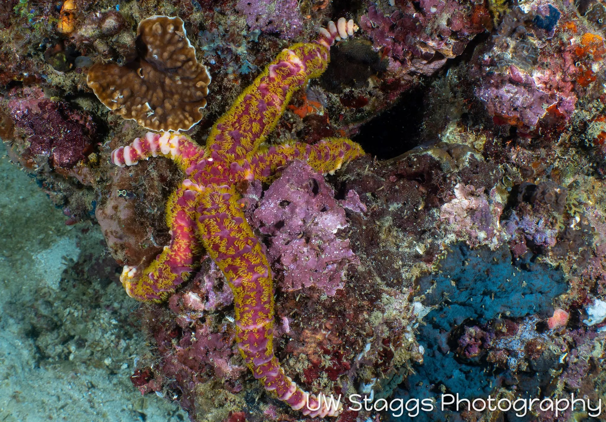 Reef Scene — Anilao, Philippines