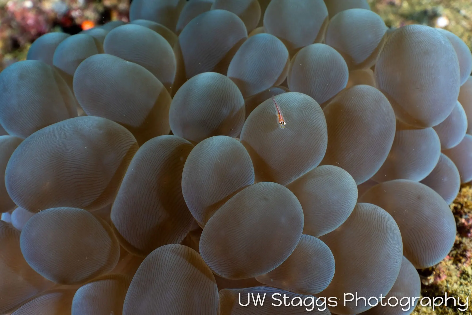 Reef Scene — Anilao, Philippines