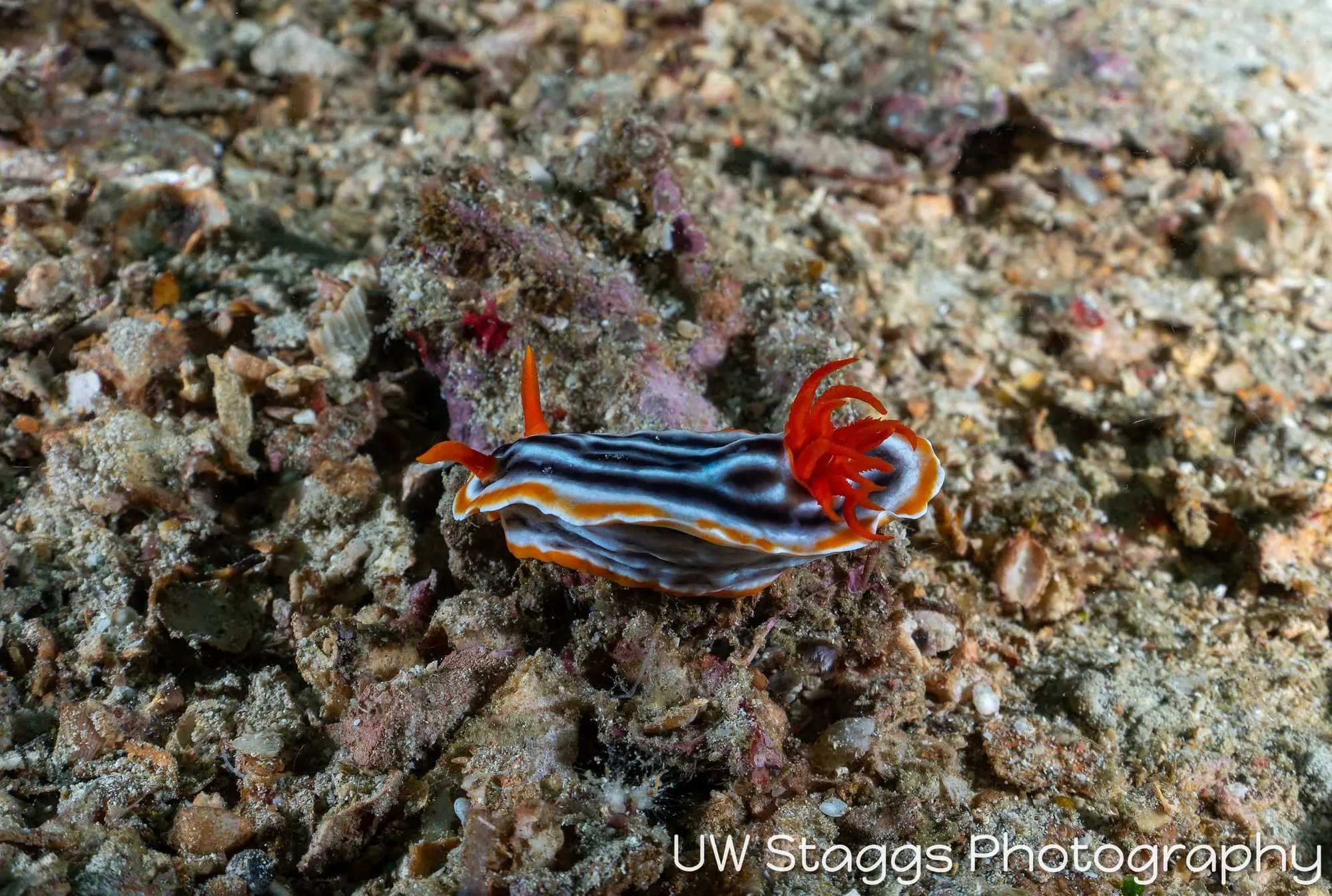Reef Scene — Anilao, Philippines