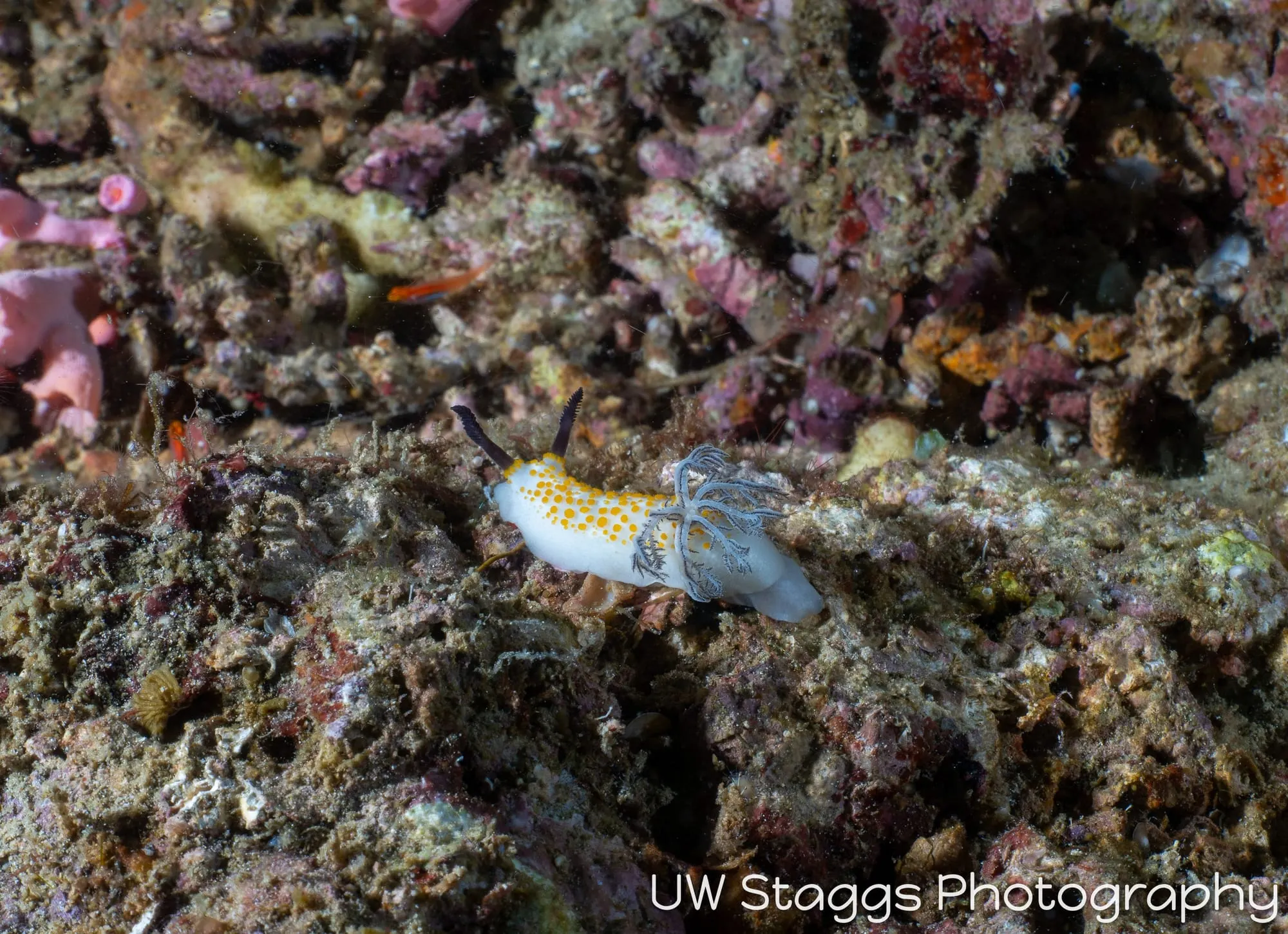Reef Scene — Anilao, Philippines