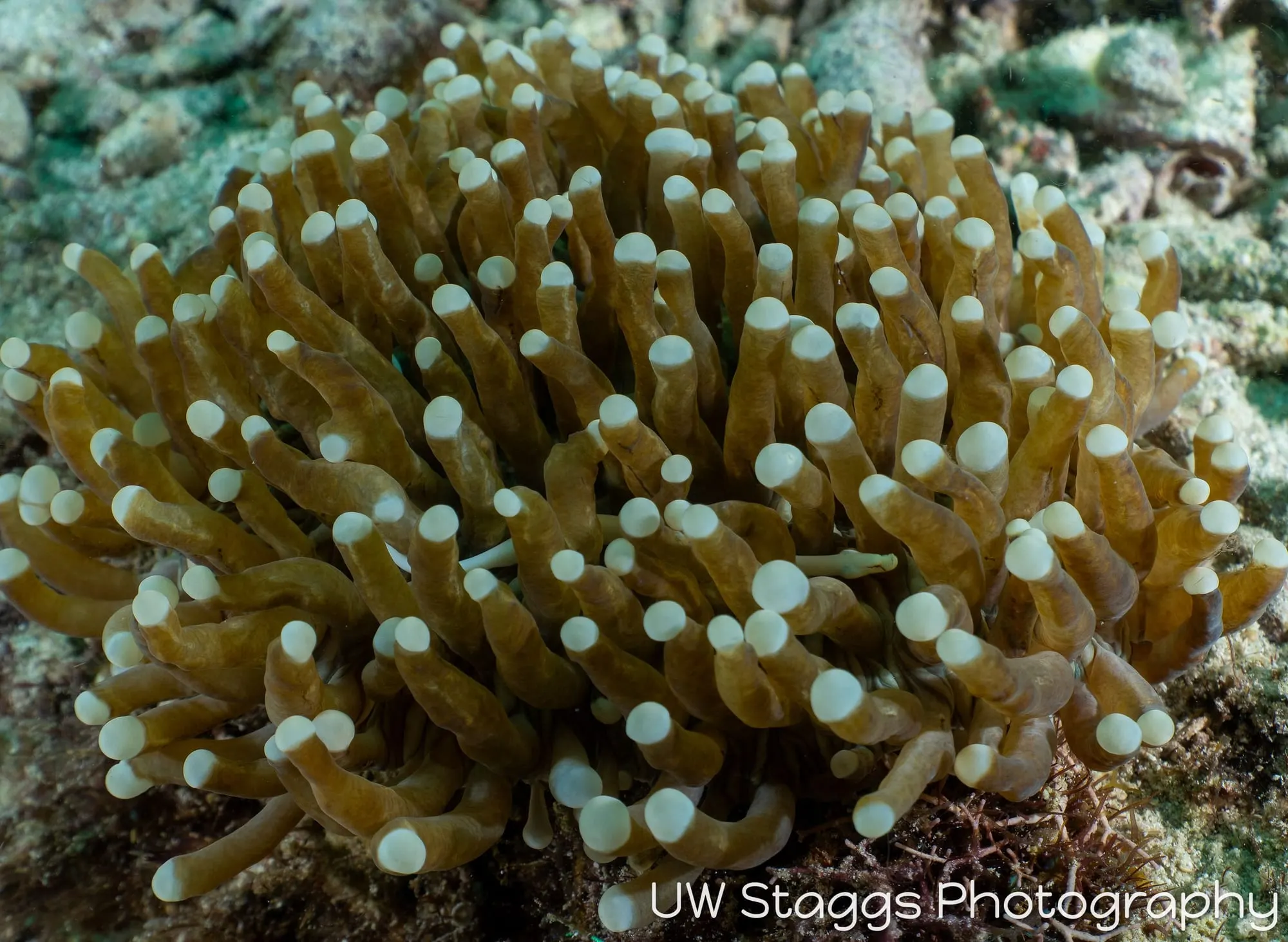 Reef Scene — Anilao, Philippines
