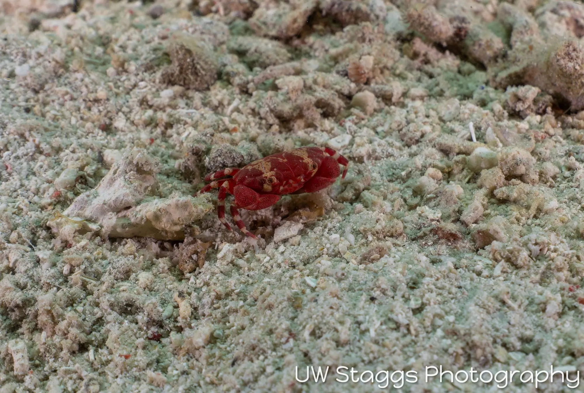 Reef Scene — Anilao, Philippines