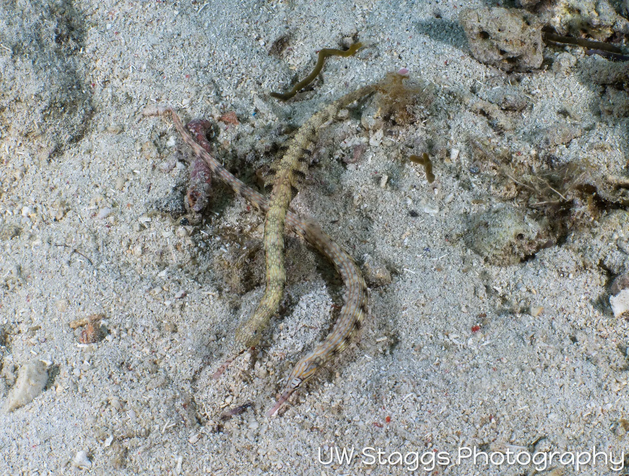 Reef Scene — Anilao, Philippines