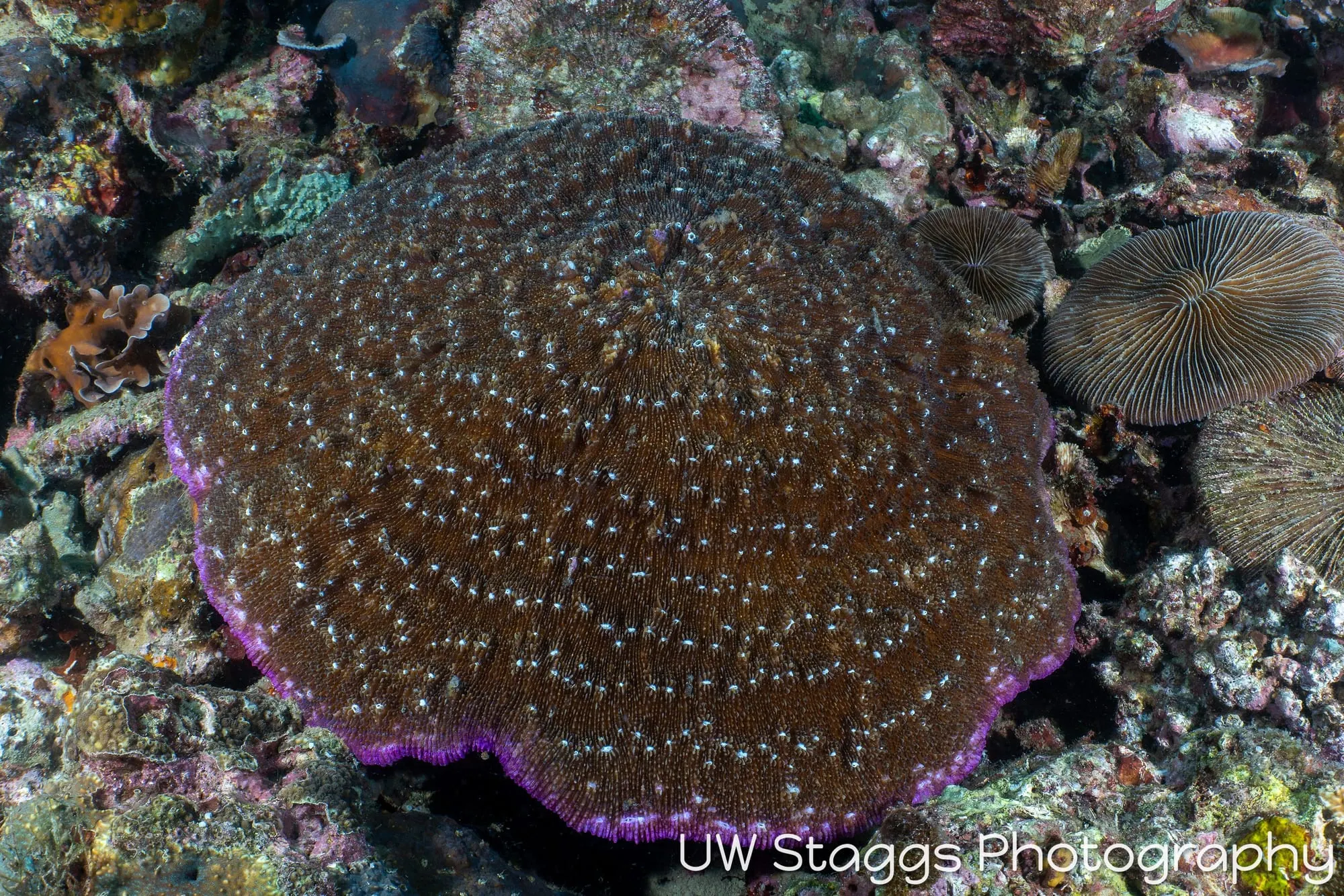 Reef Scene — Anilao, Philippines