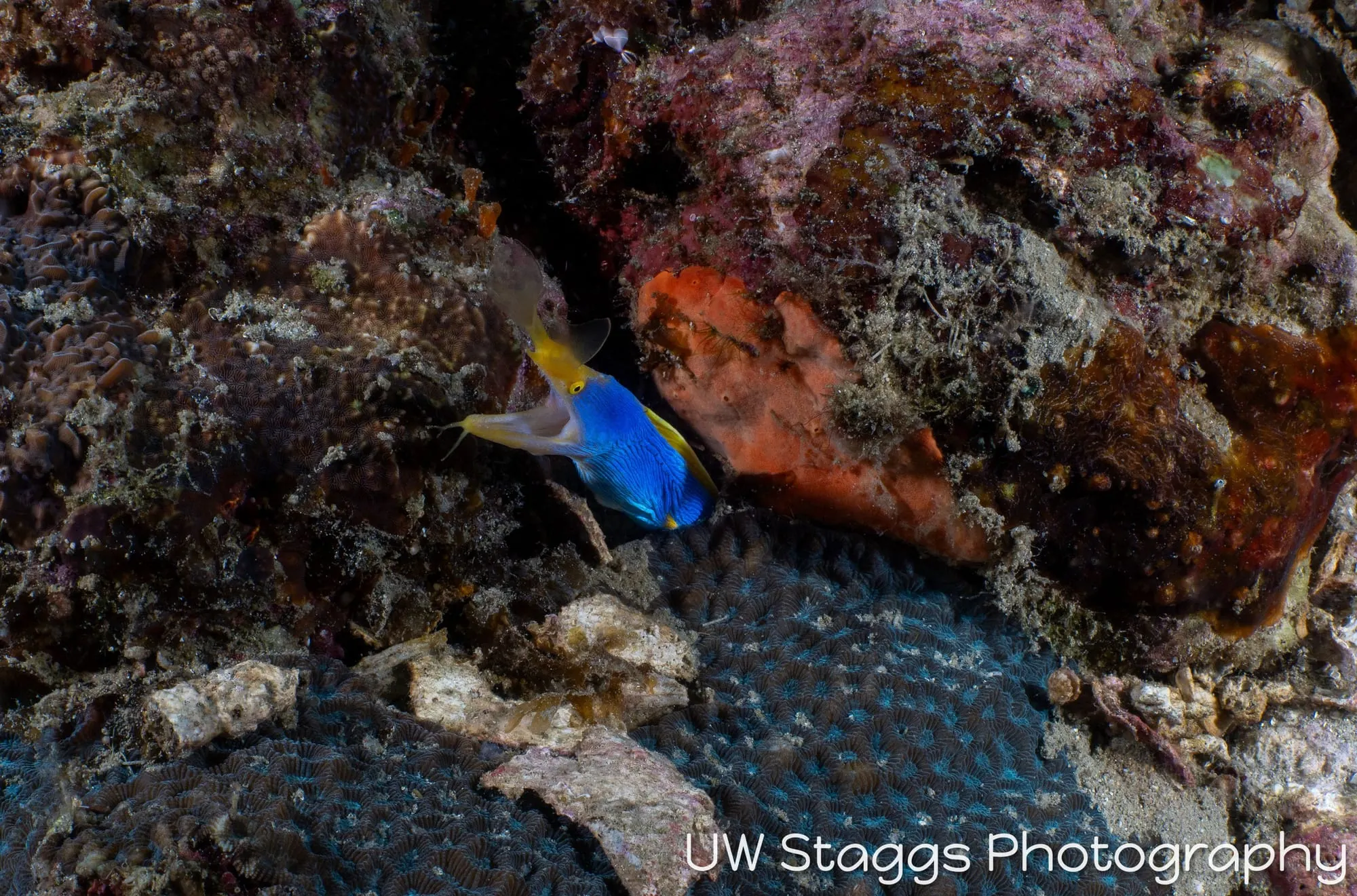 Reef Scene — Anilao, Philippines