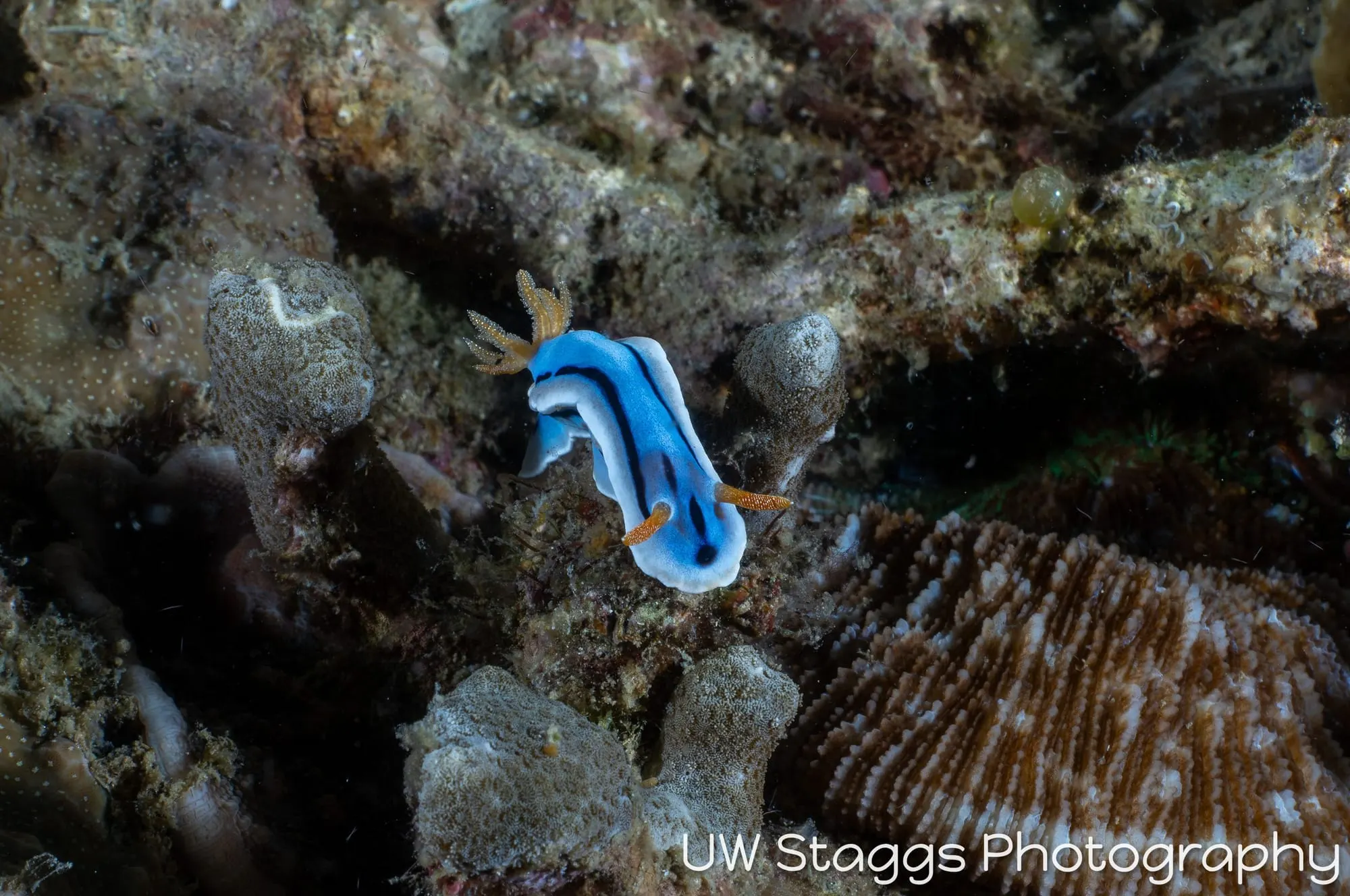 Reef Scene — Anilao, Philippines