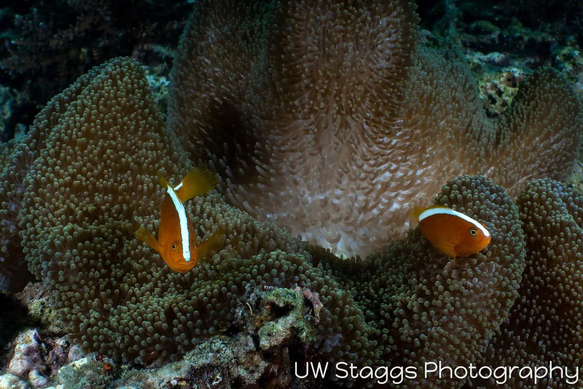 Reef Scene — Anilao, Philippines