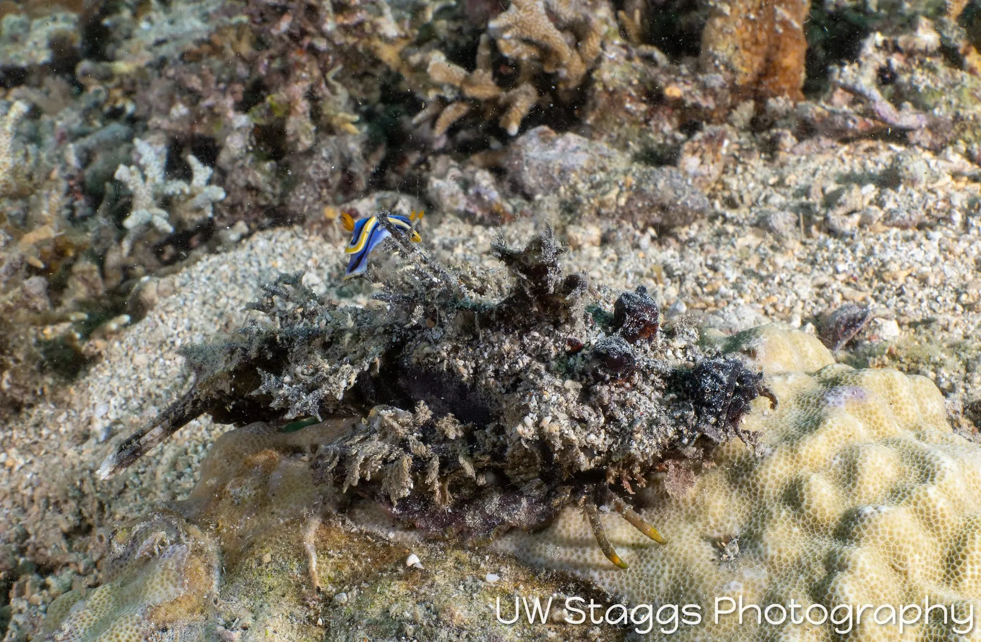 Reef Scene — Anilao, Philippines