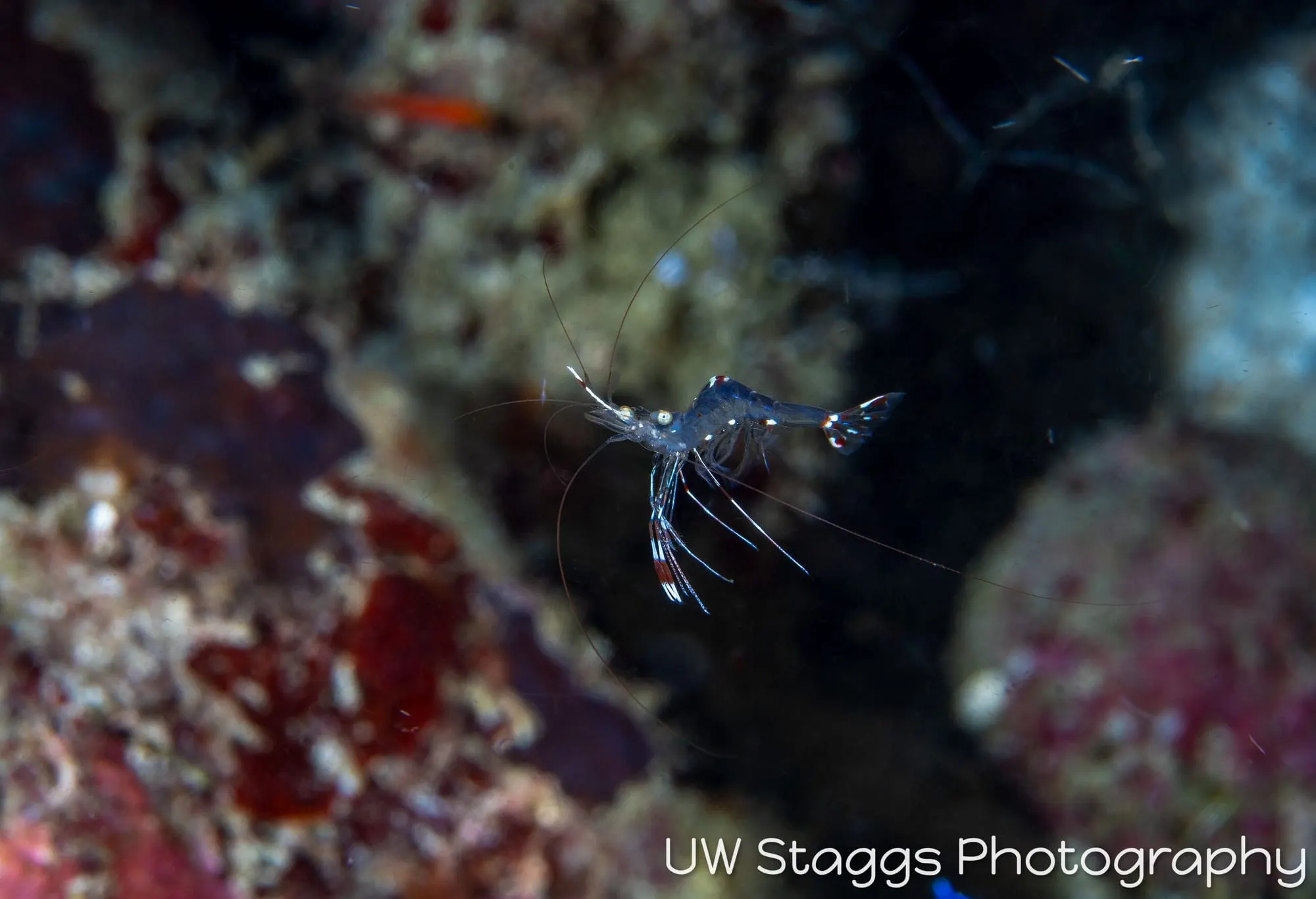 Reef Scene — Anilao, Philippines