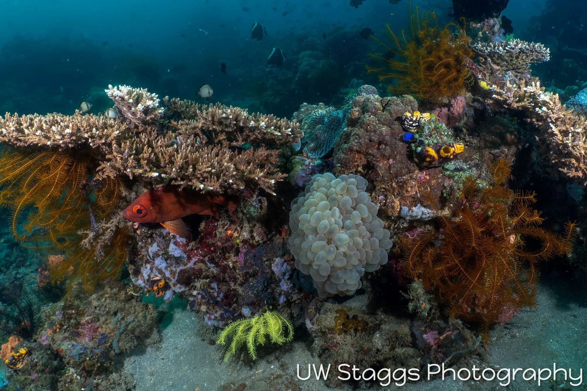 Reef Scene — Anilao, Philippines