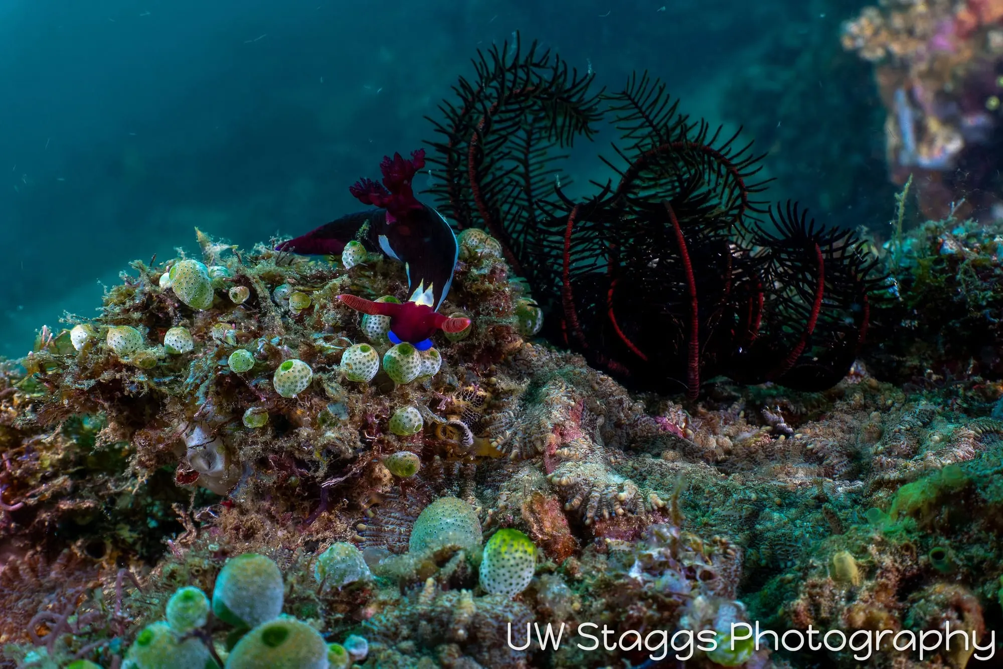 Reef Scene — Anilao, Philippines