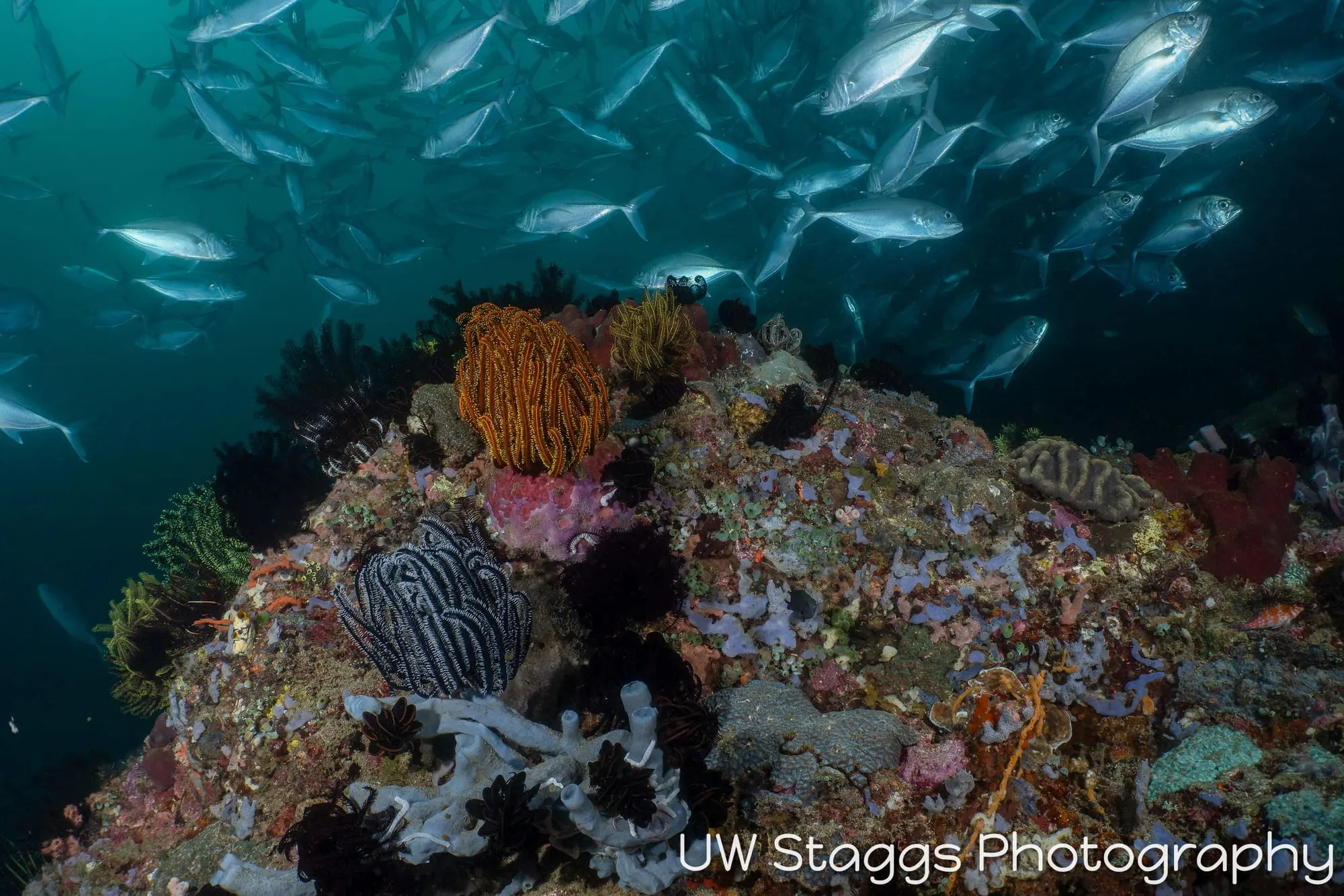 Reef Scene — Anilao, Philippines