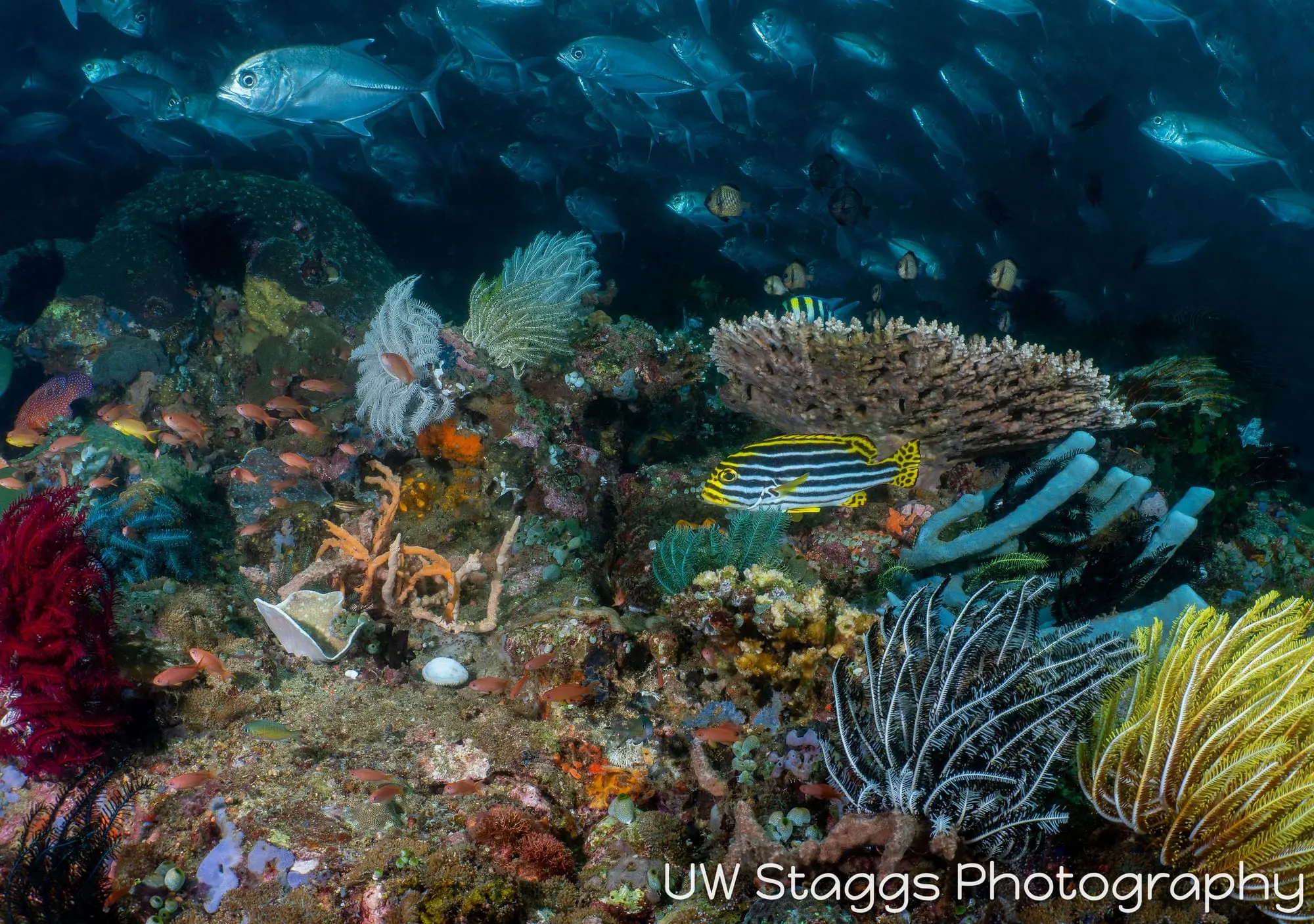 Reef Scene — Anilao, Philippines