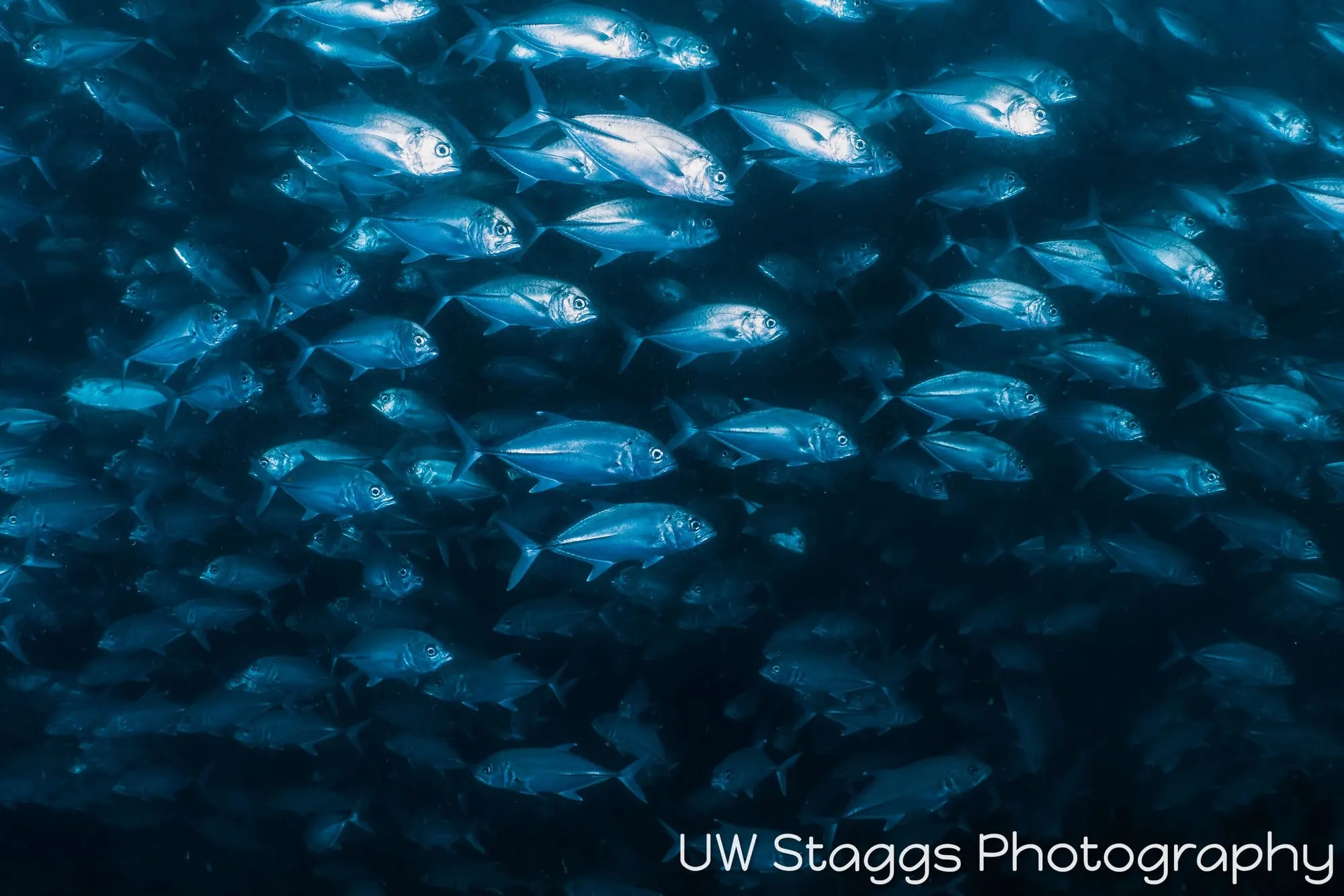 Reef Scene — Anilao, Philippines