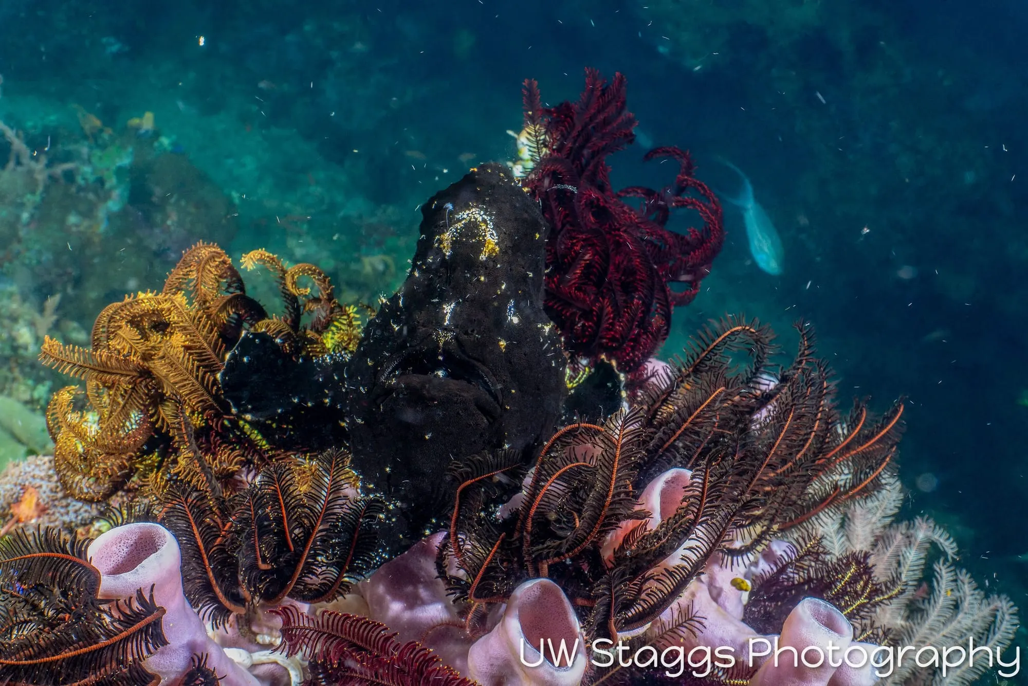 Reef Scene — Anilao, Philippines