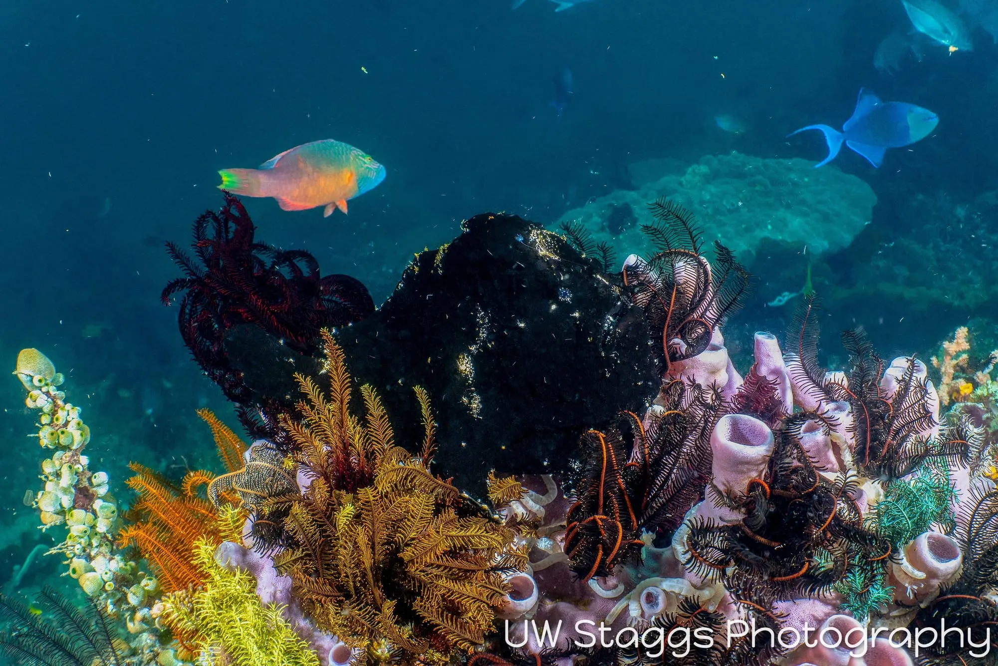 Reef Scene — Anilao, Philippines