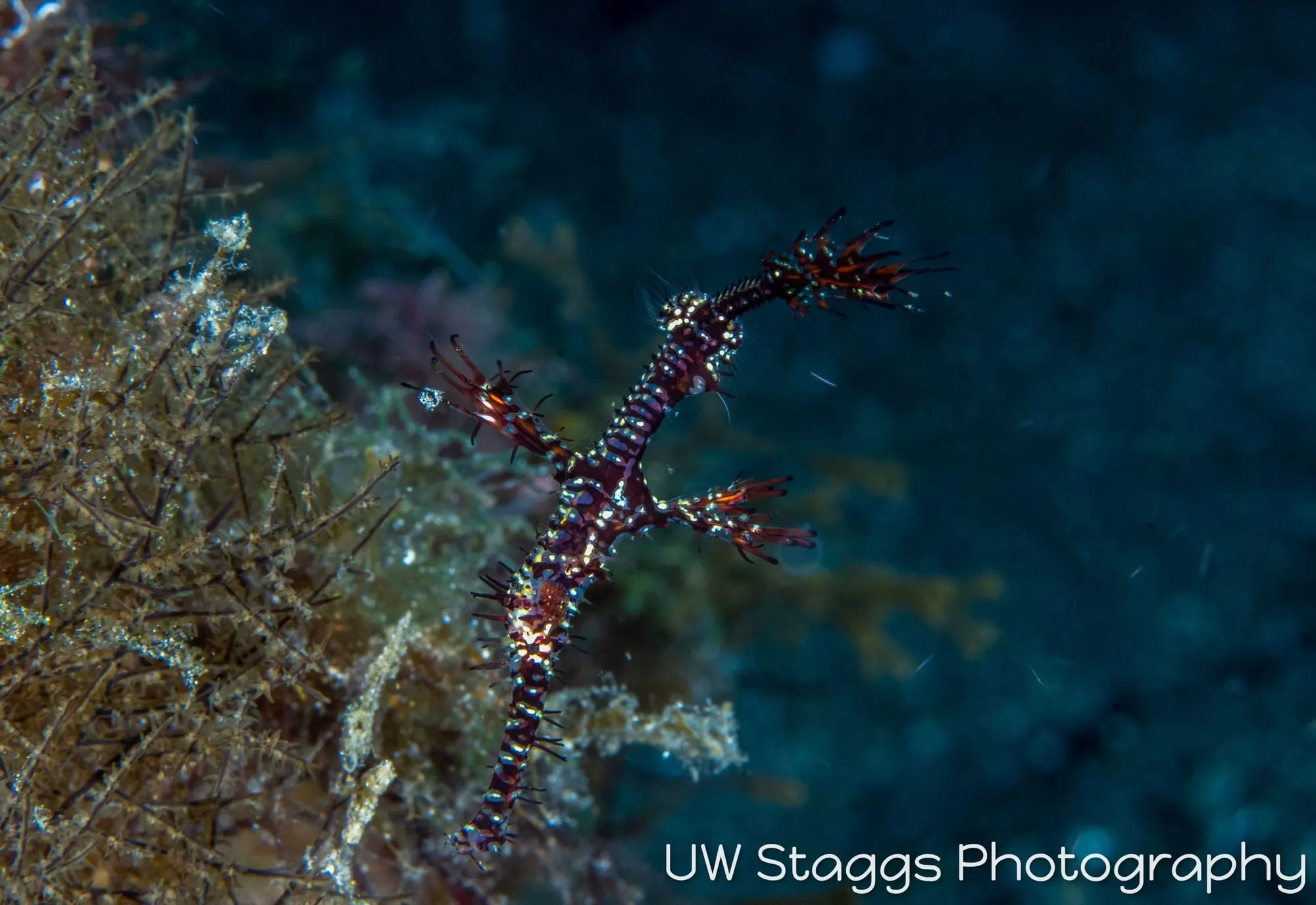Reef Scene — Anilao, Philippines