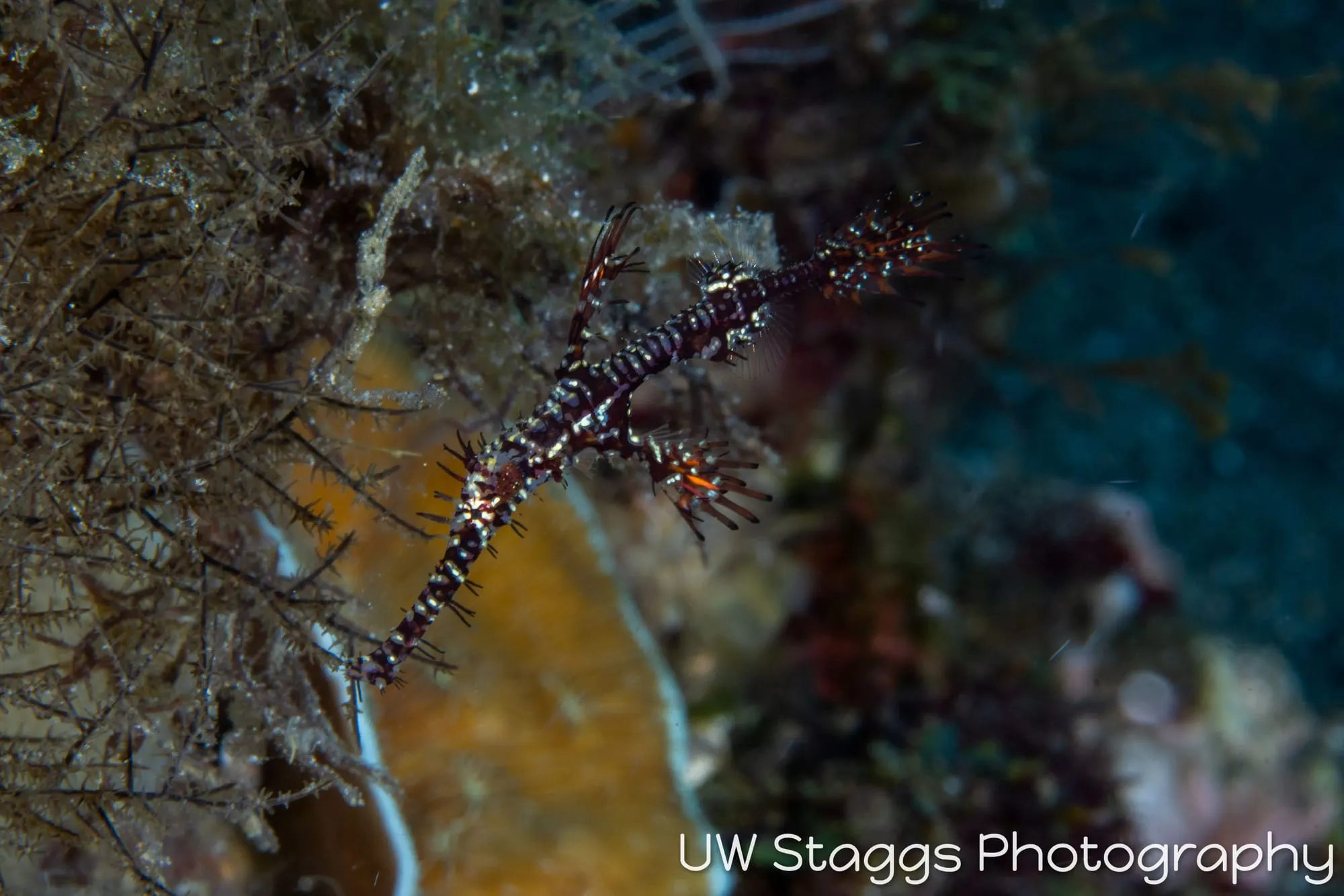 Reef Scene — Anilao, Philippines