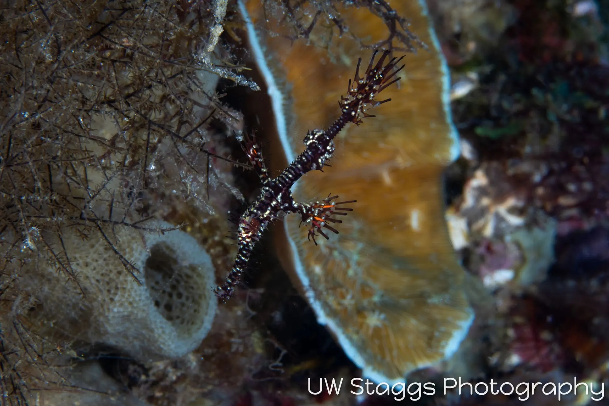 Reef Scene — Anilao, Philippines