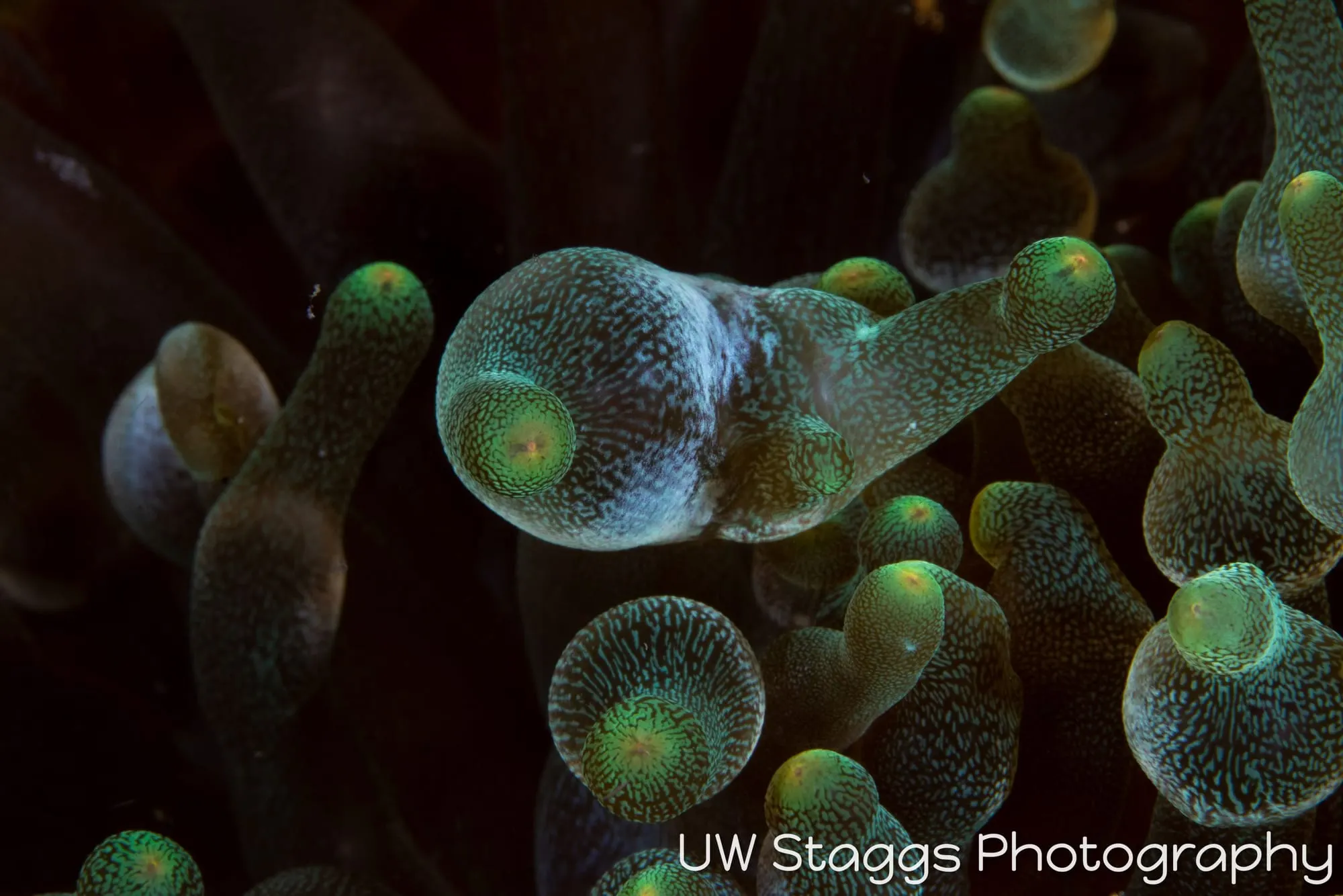 Reef Scene — Anilao, Philippines