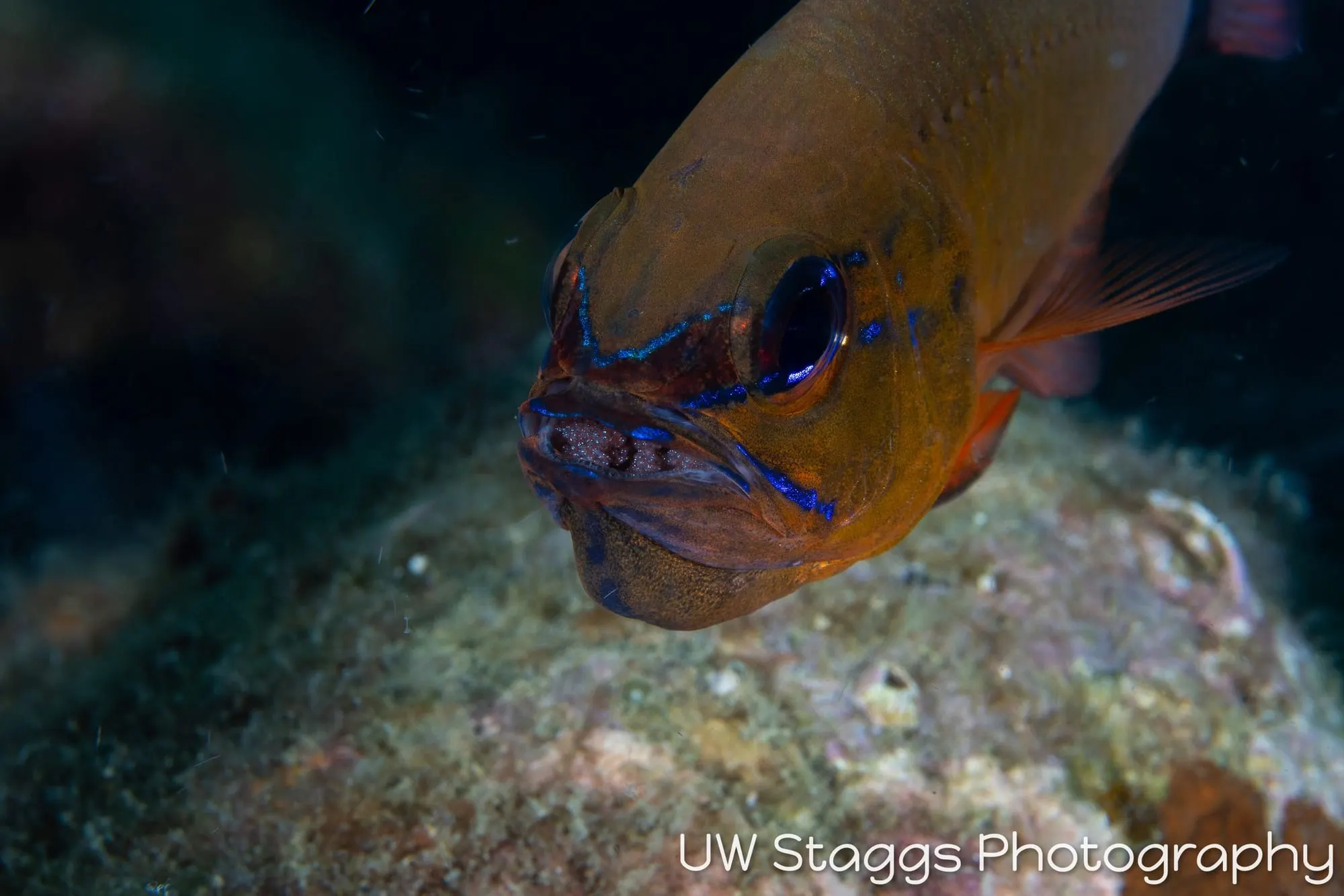 Reef Scene — Anilao, Philippines
