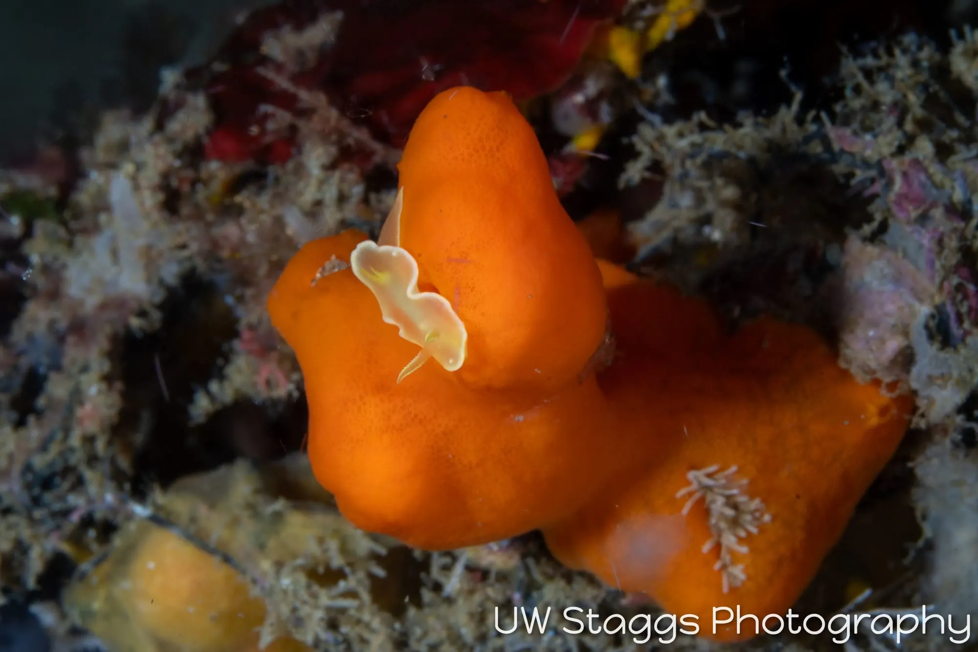 Reef Scene — Anilao, Philippines