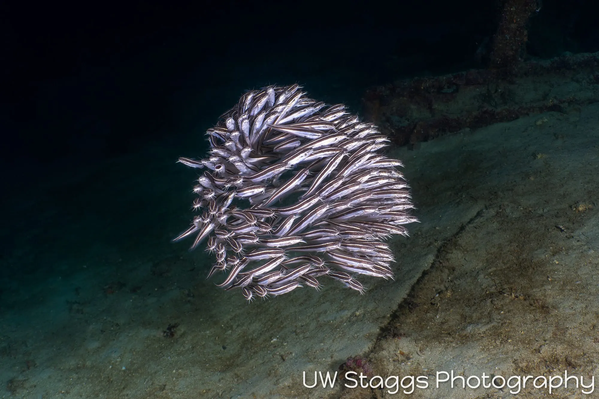 Reef Scene — Anilao, Philippines