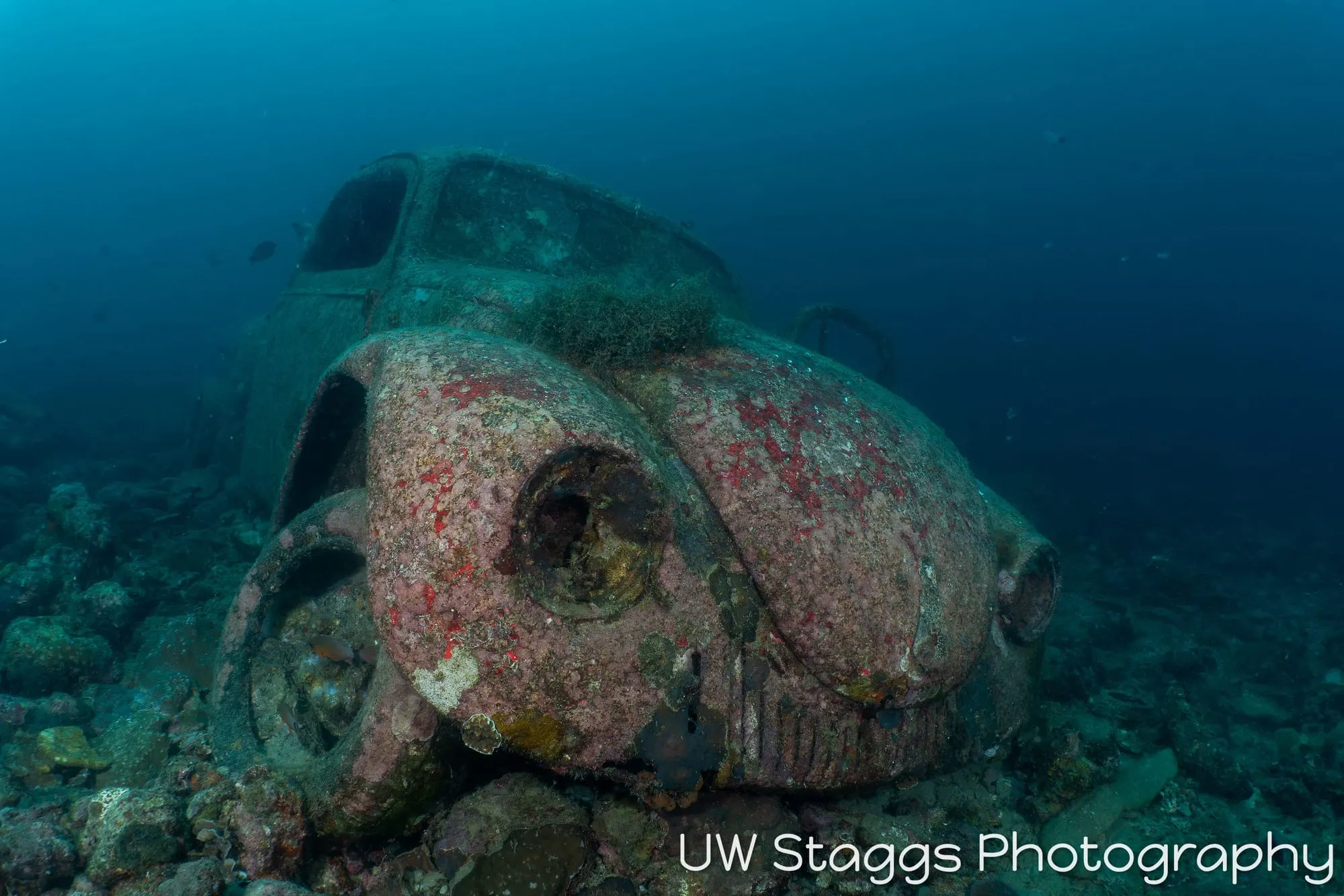 Reef Scene — Anilao, Philippines