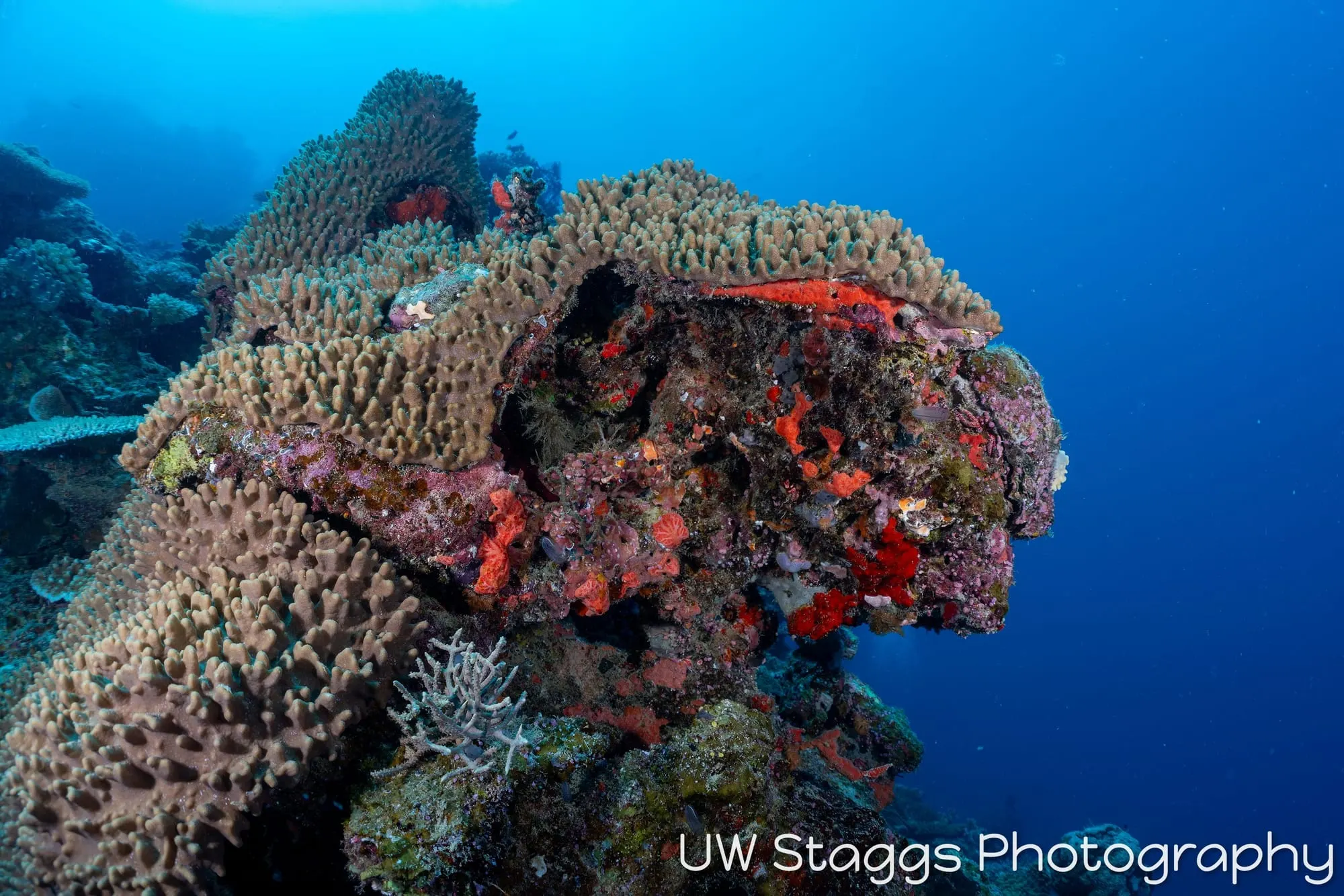 Reef Scene — Bligh Waters, Fiji
