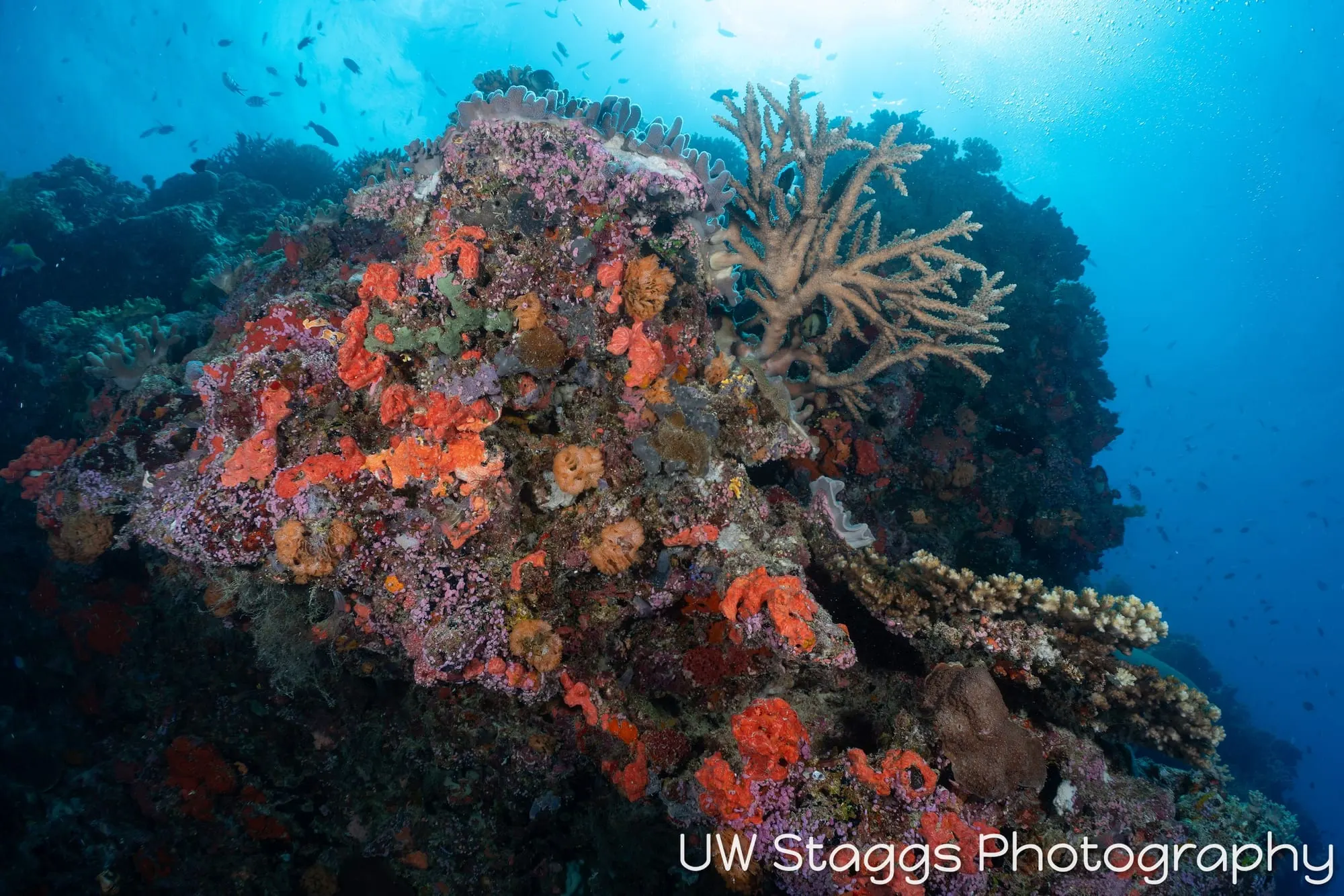 Reef Scene — Bligh Waters, Fiji