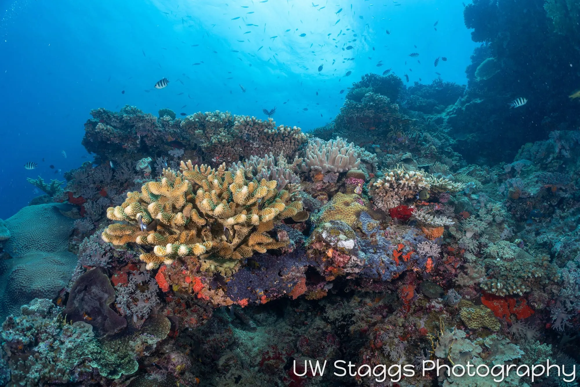 Reef Scene — Bligh Waters, Fiji