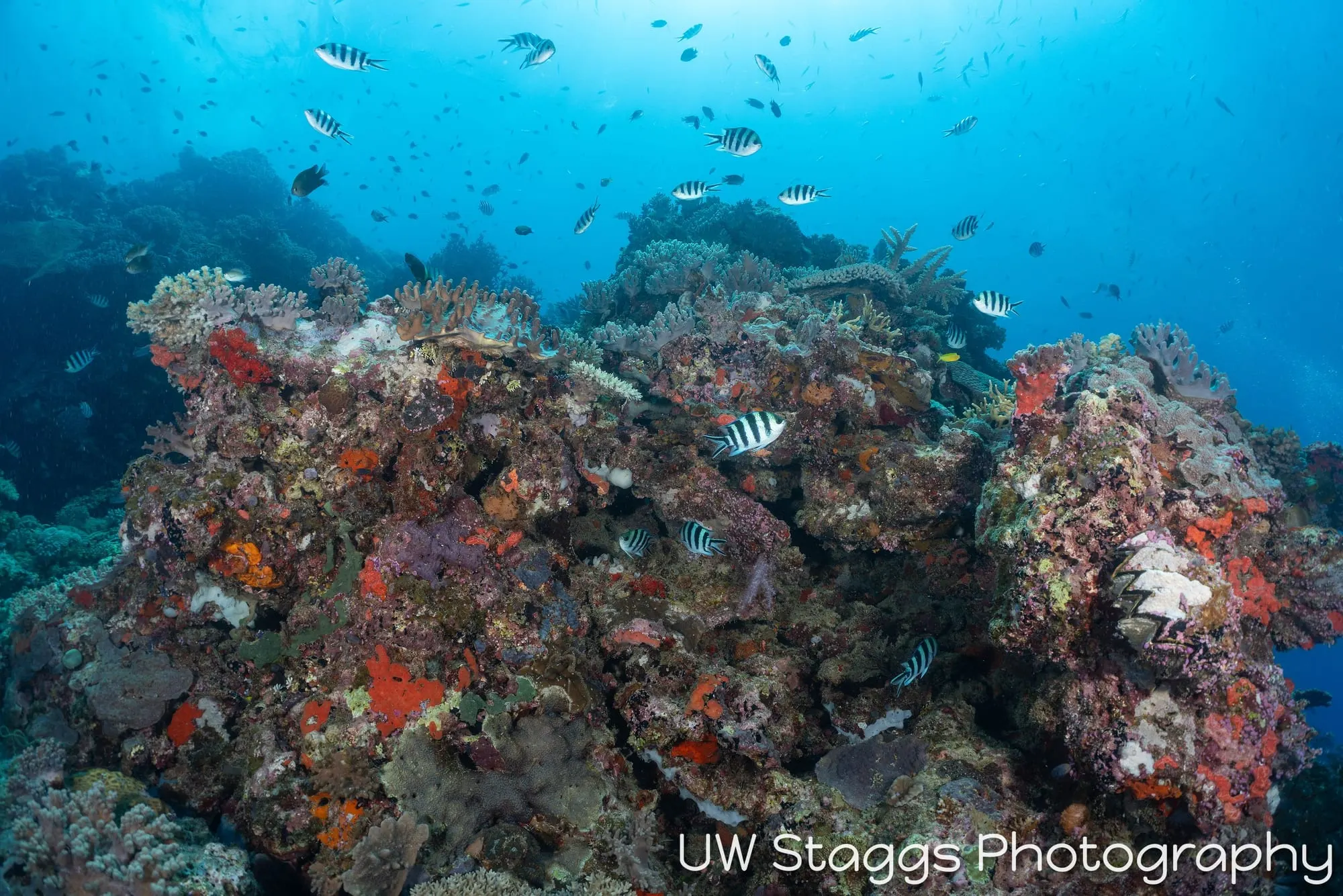 Reef Scene — Bligh Waters, Fiji