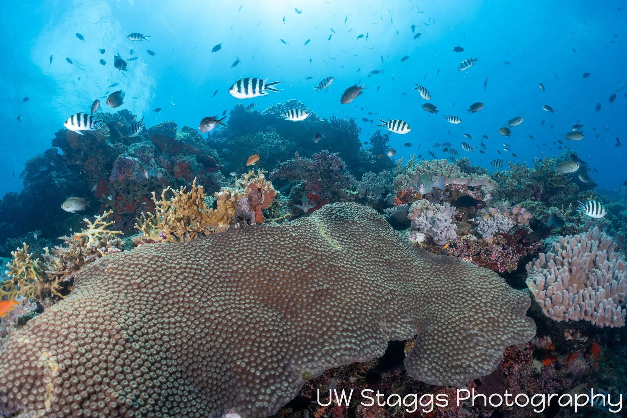 Reef Scene — Bligh Waters, Fiji
